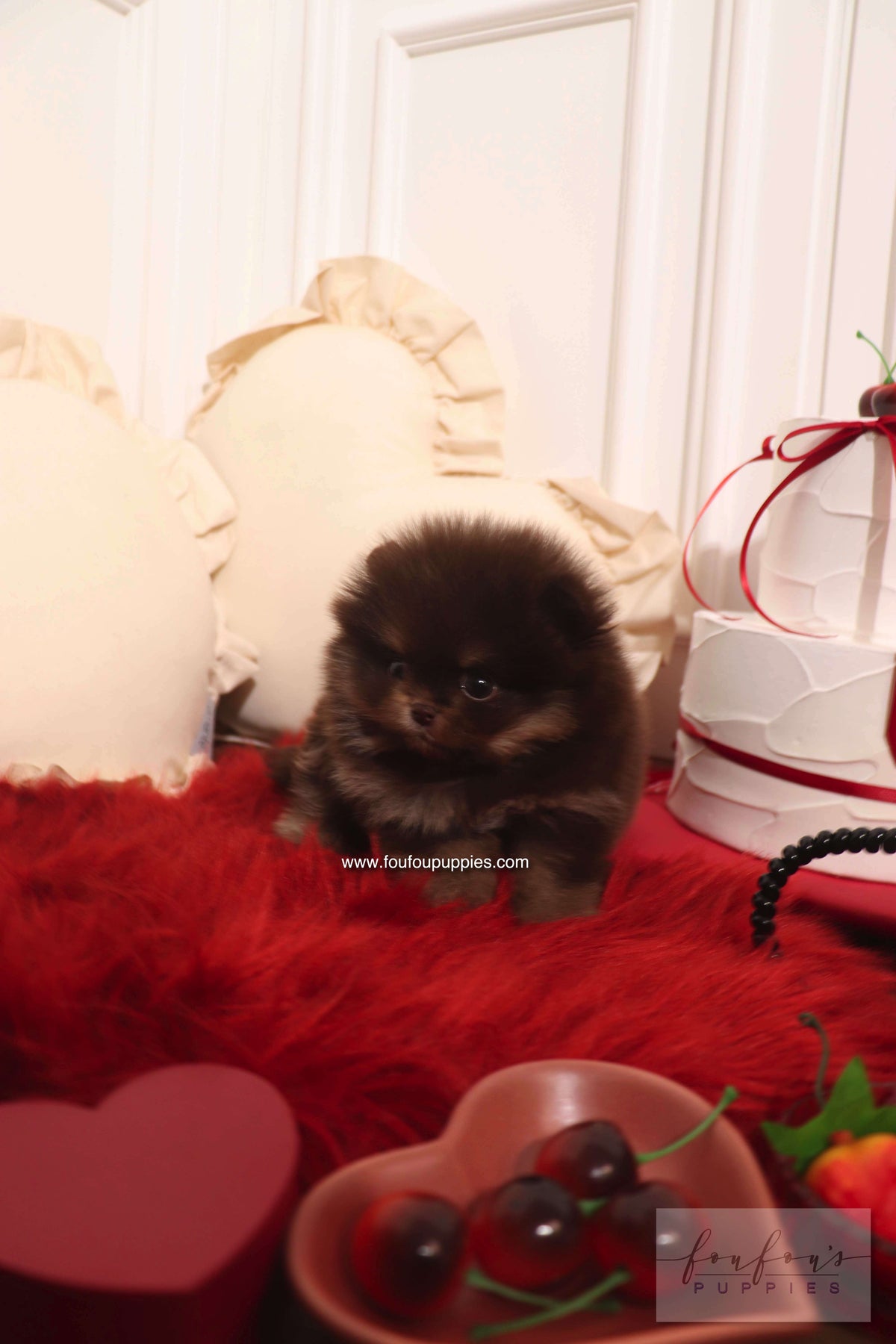 Hershey - Pomeranian M.