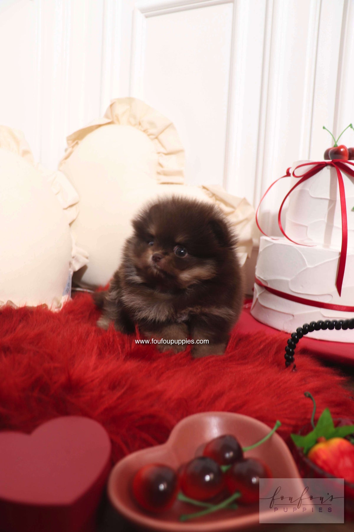 Hershey - Pomeranian M.