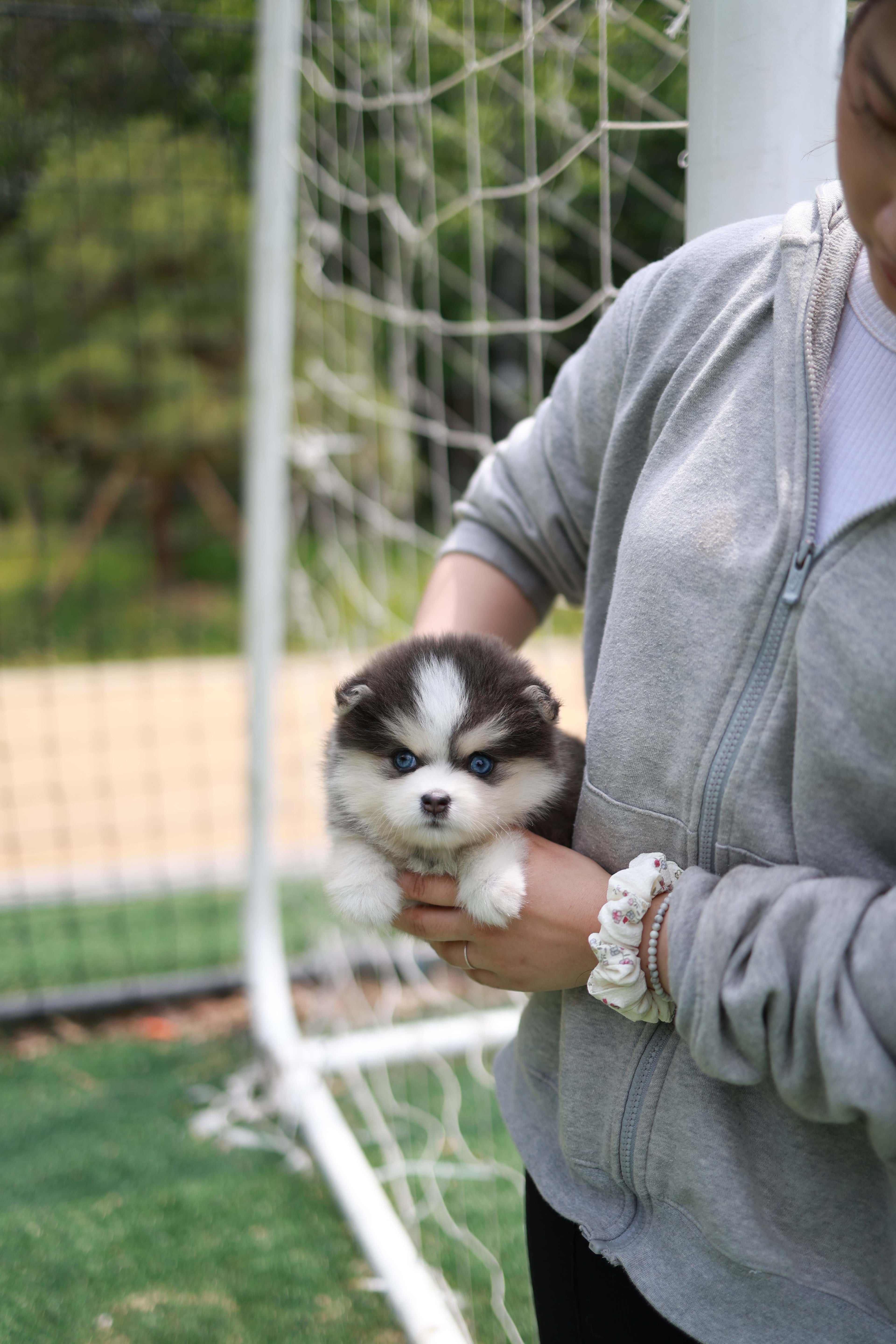Cookie - Pomsky F.