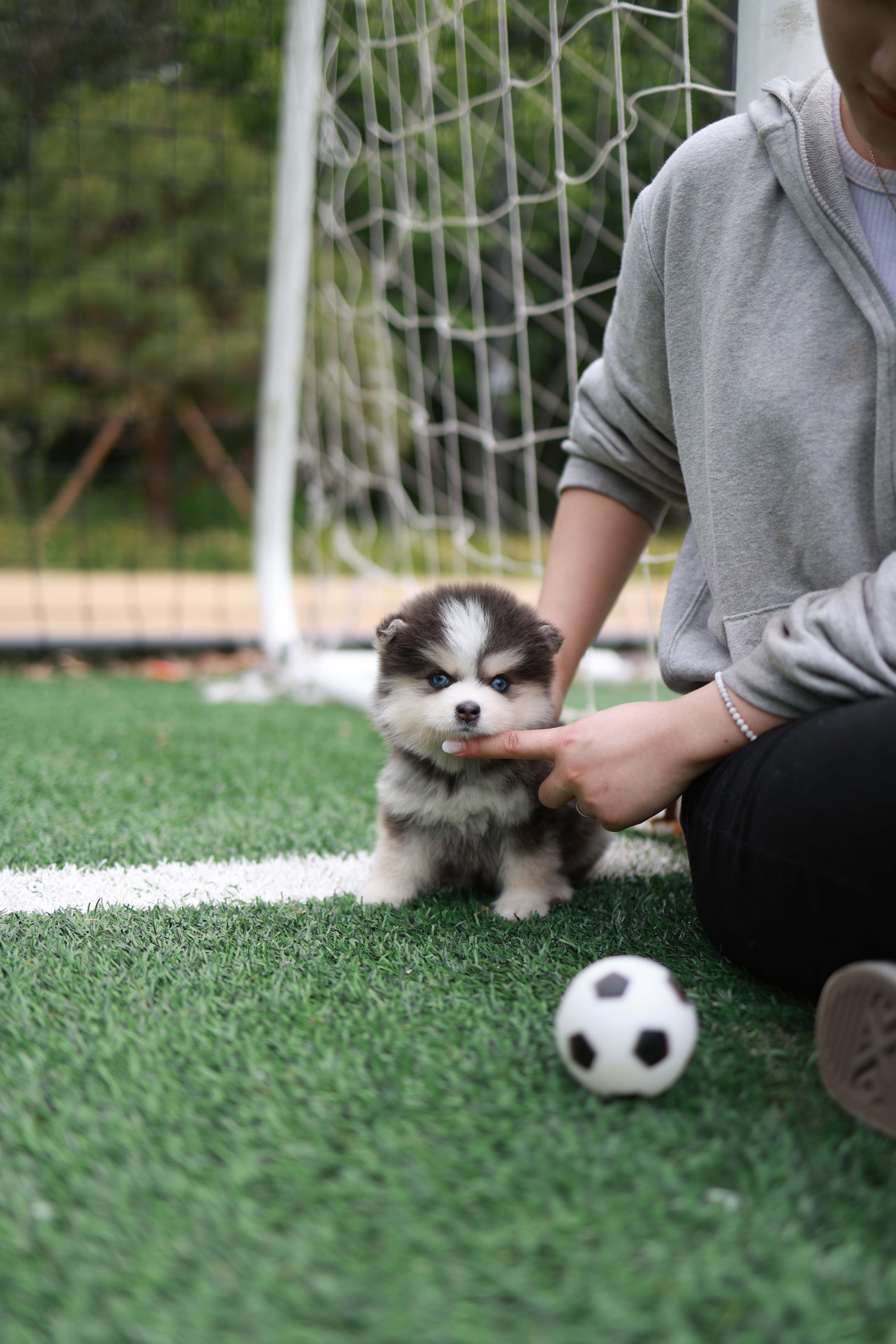 Cookie - Pomsky F.