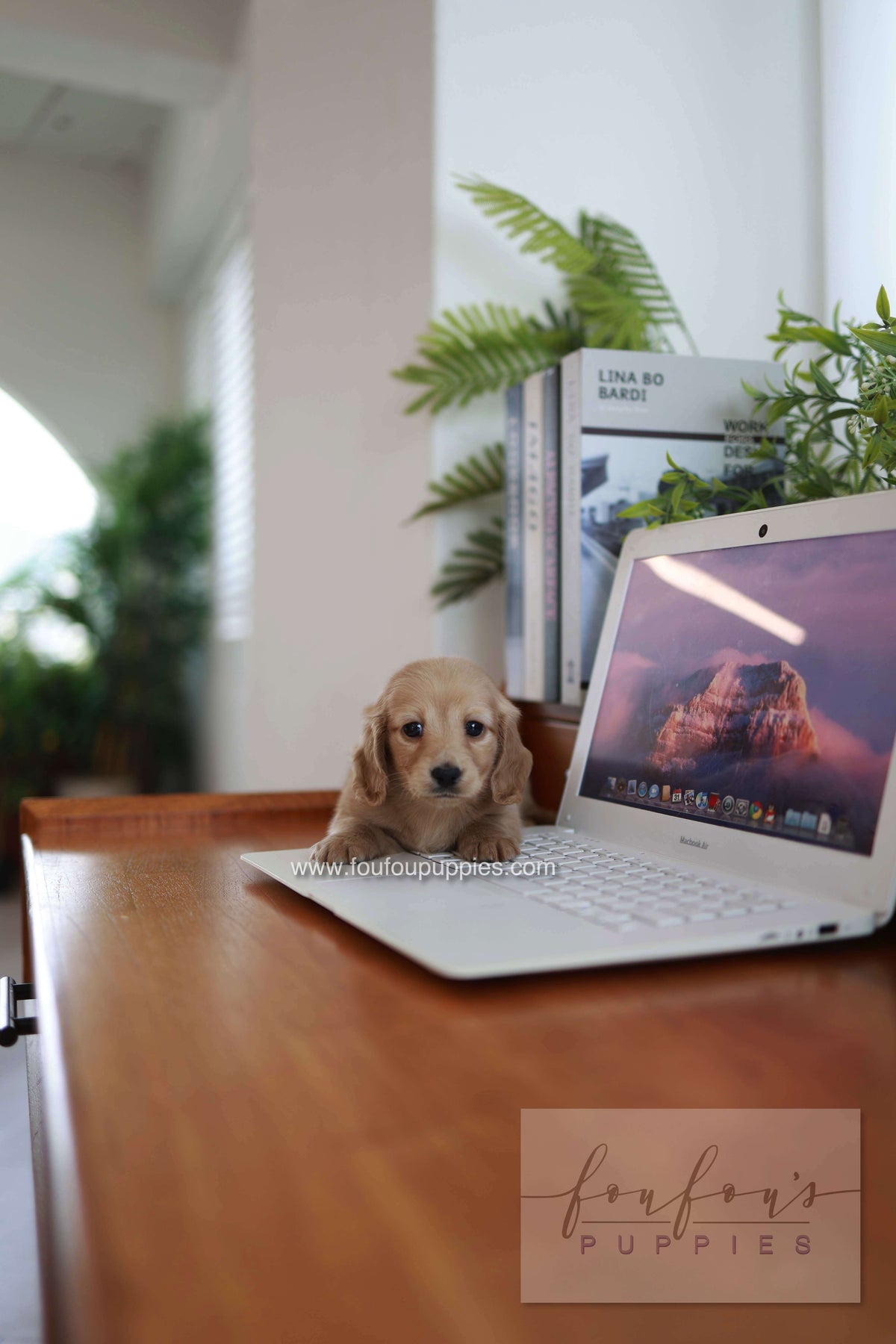 London - Dachshund M.