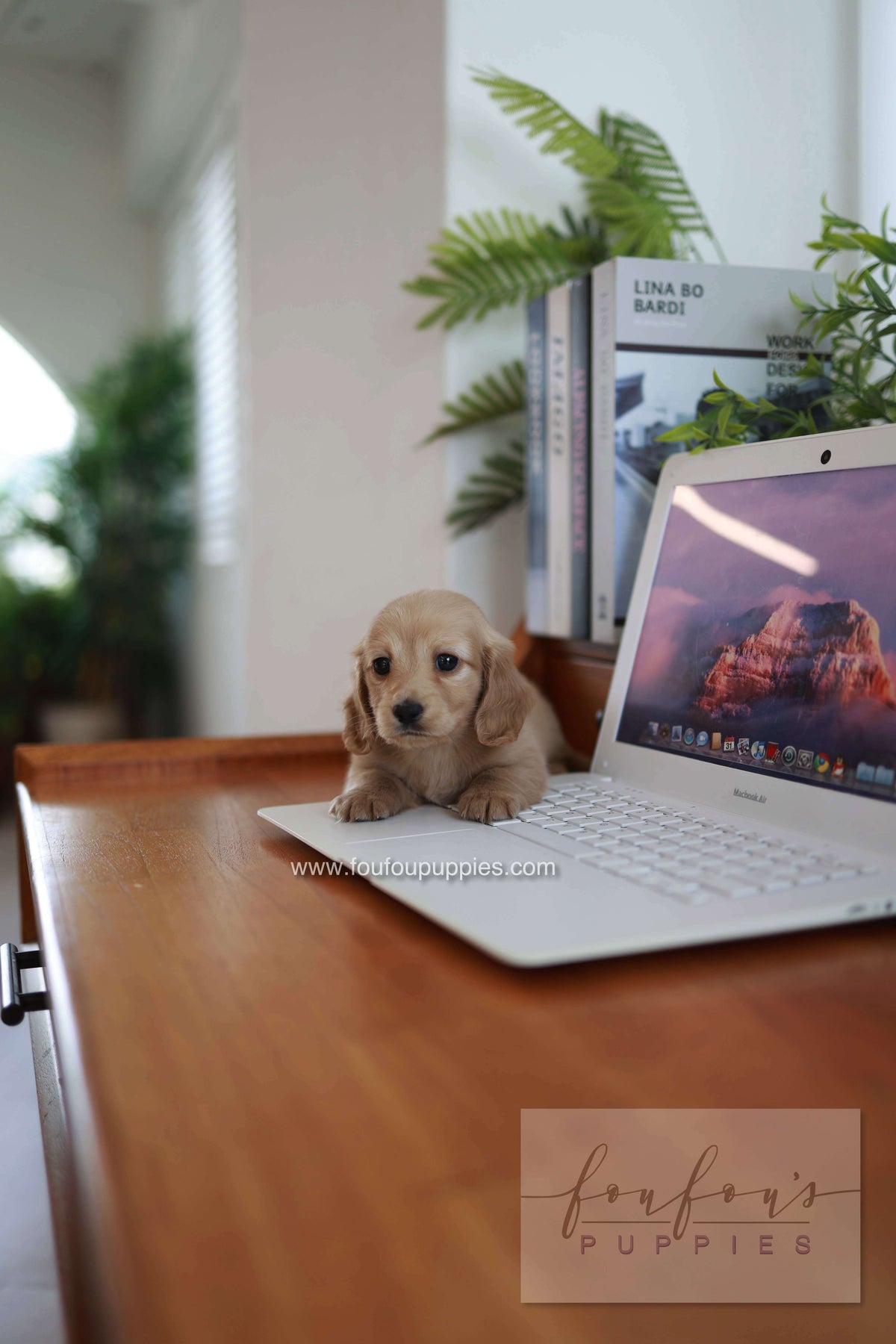 London - Dachshund M.