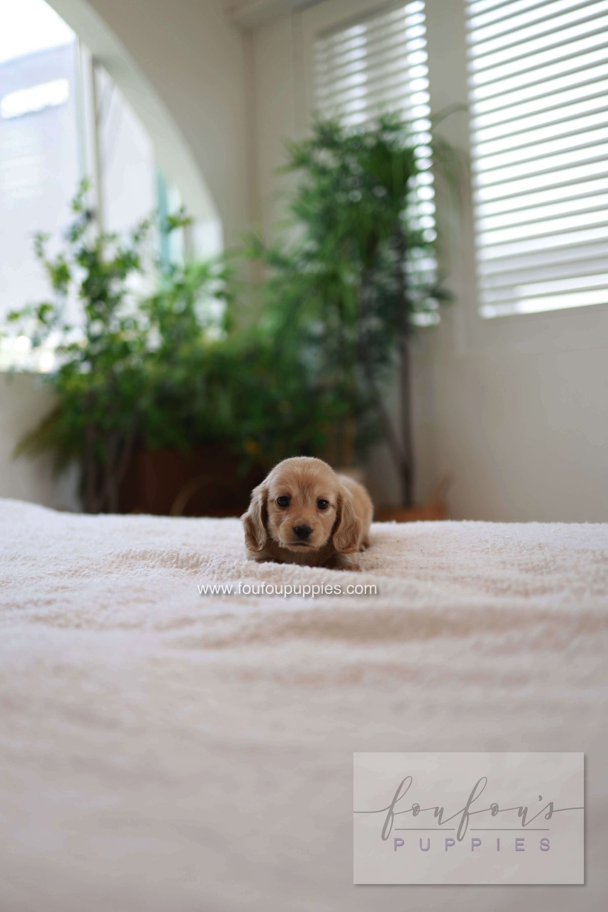 London - Dachshund M.