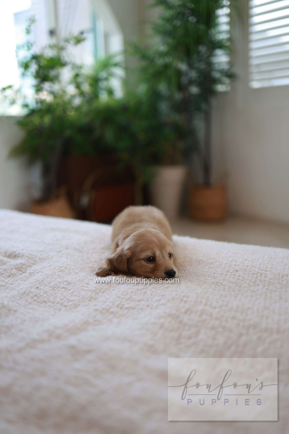 London - Dachshund M.