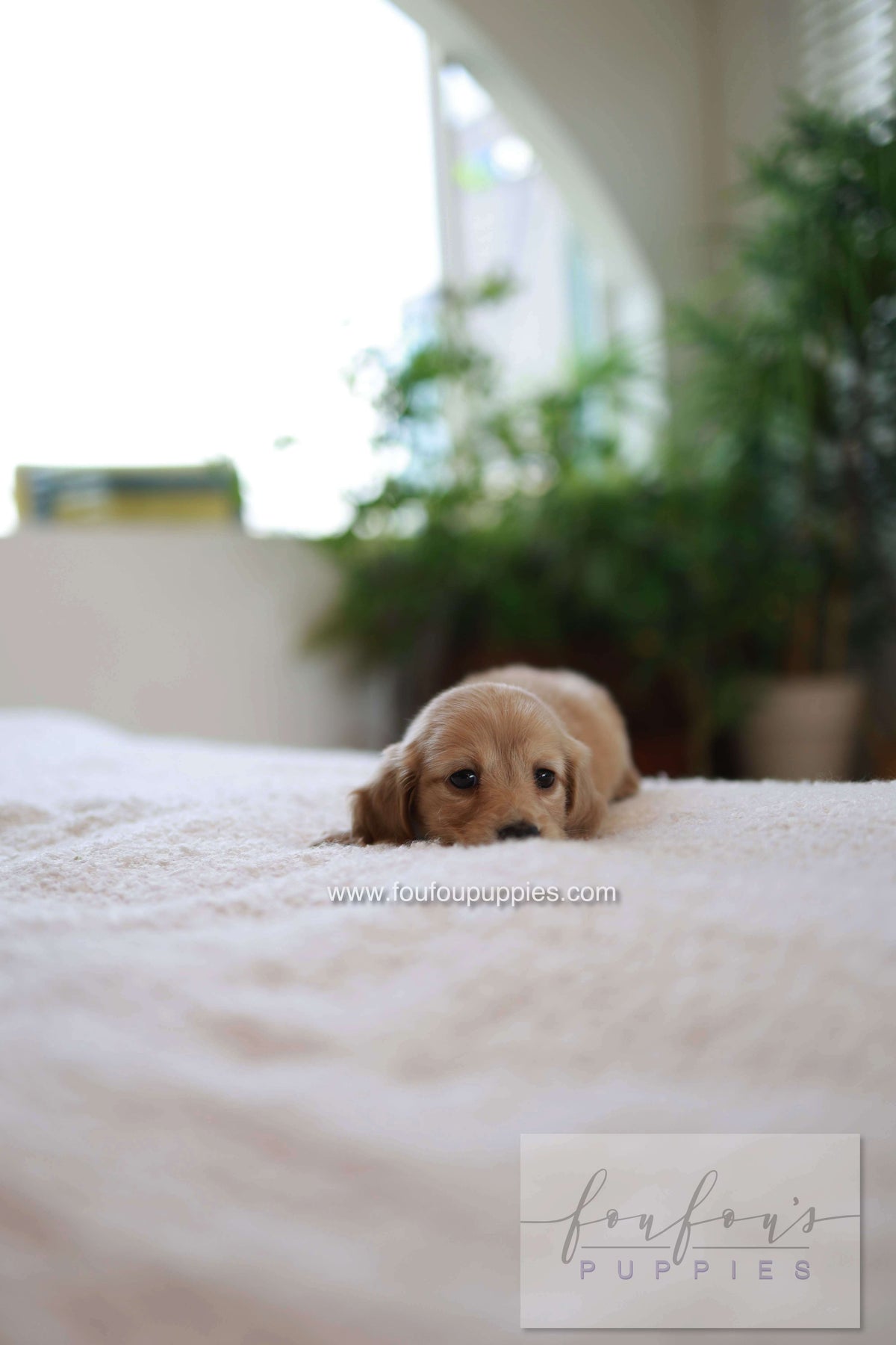 London - Dachshund M.