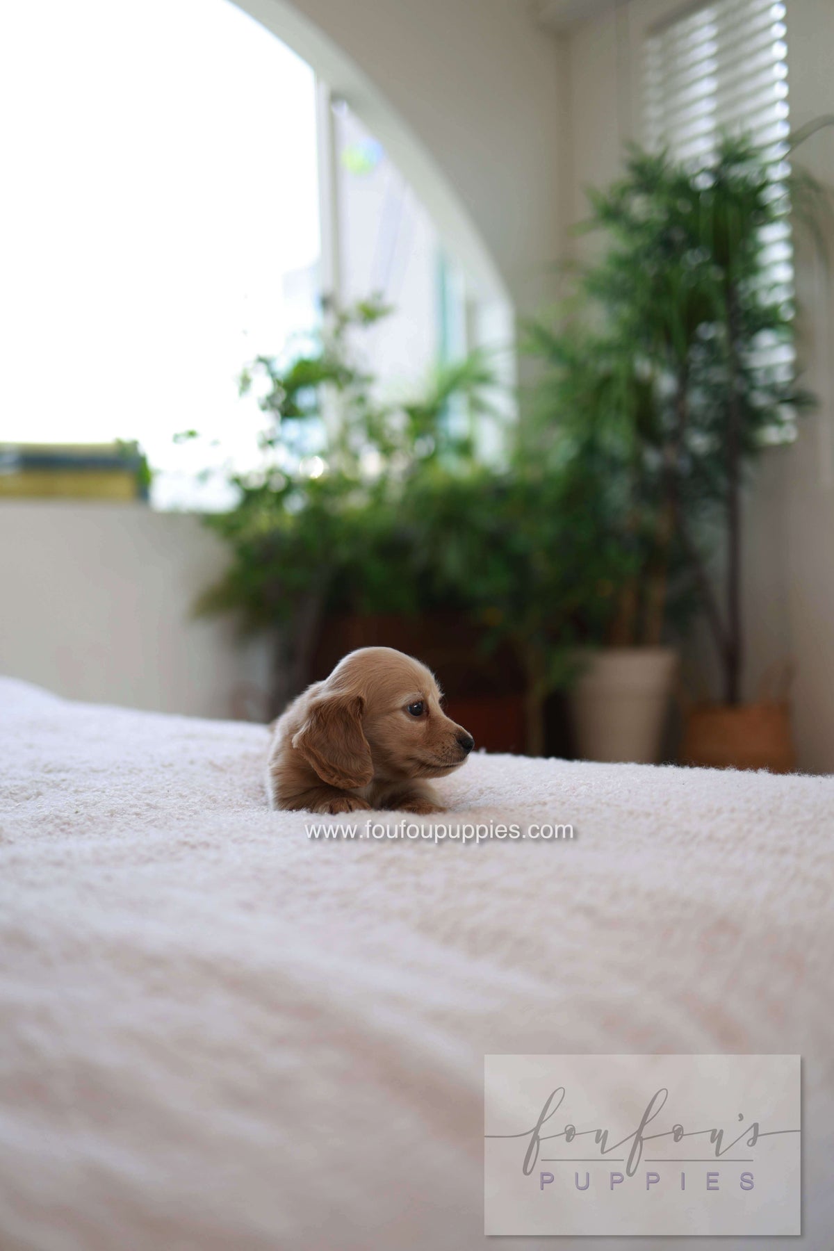 London - Dachshund M.