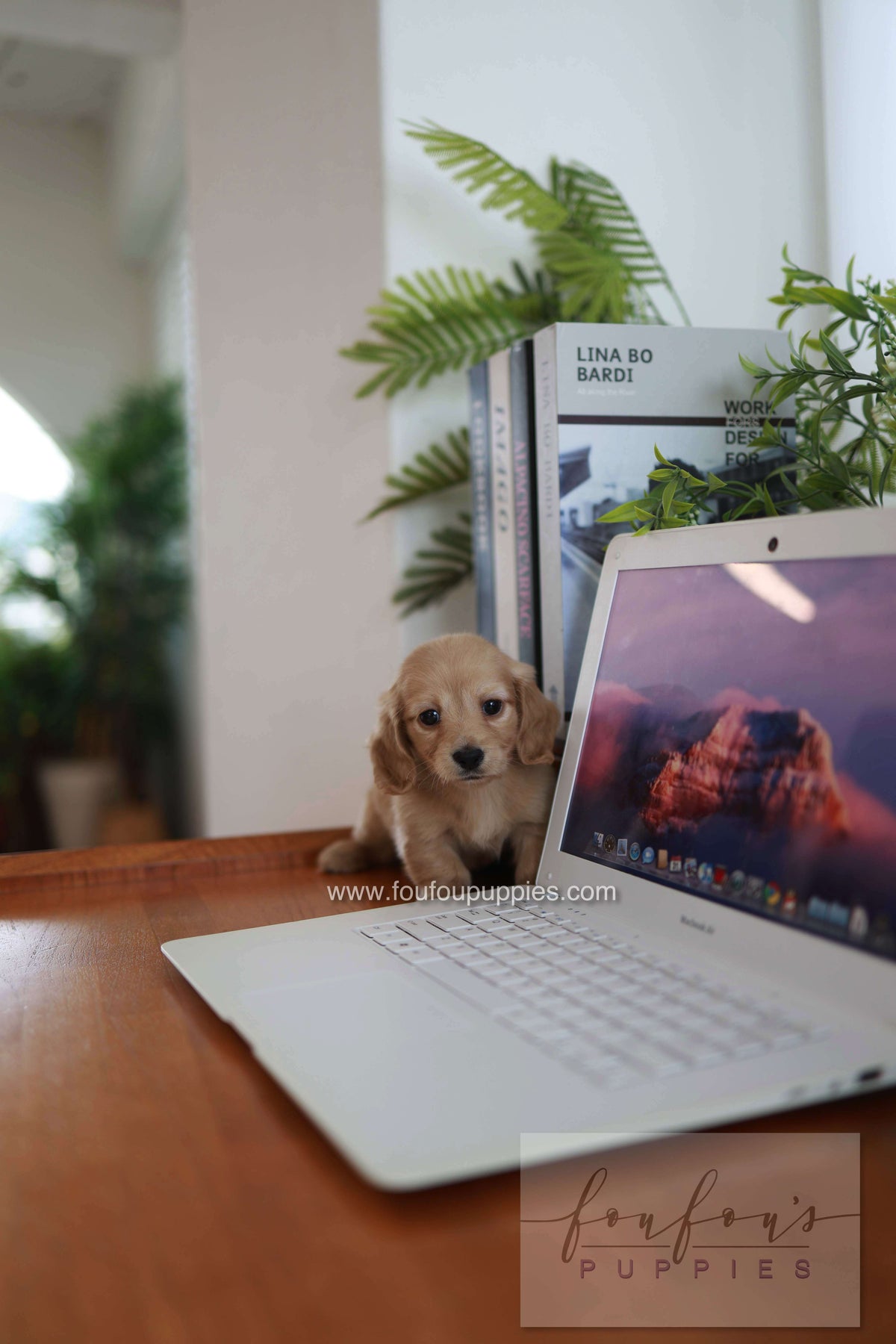 London - Dachshund M.