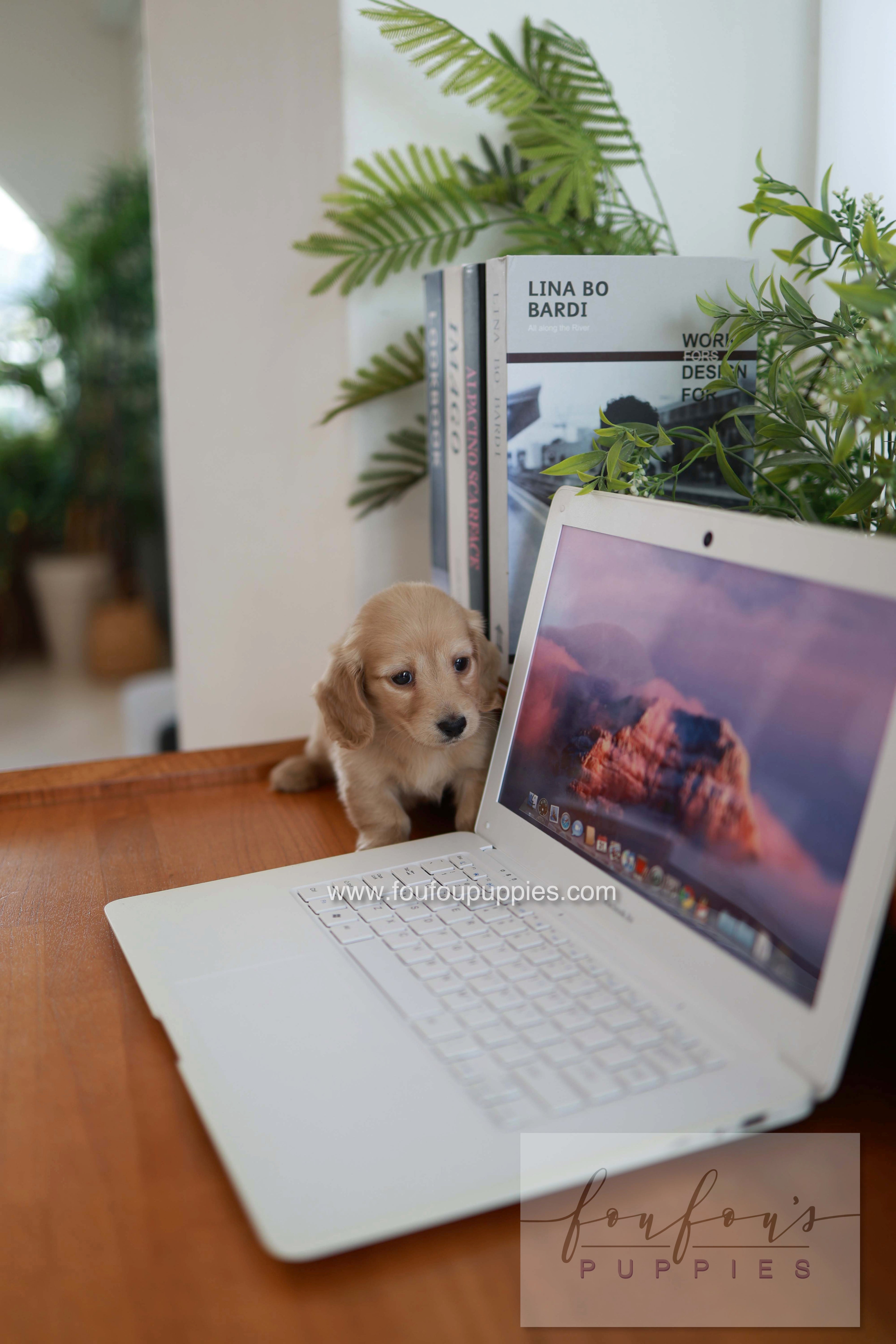 London - Dachshund M.