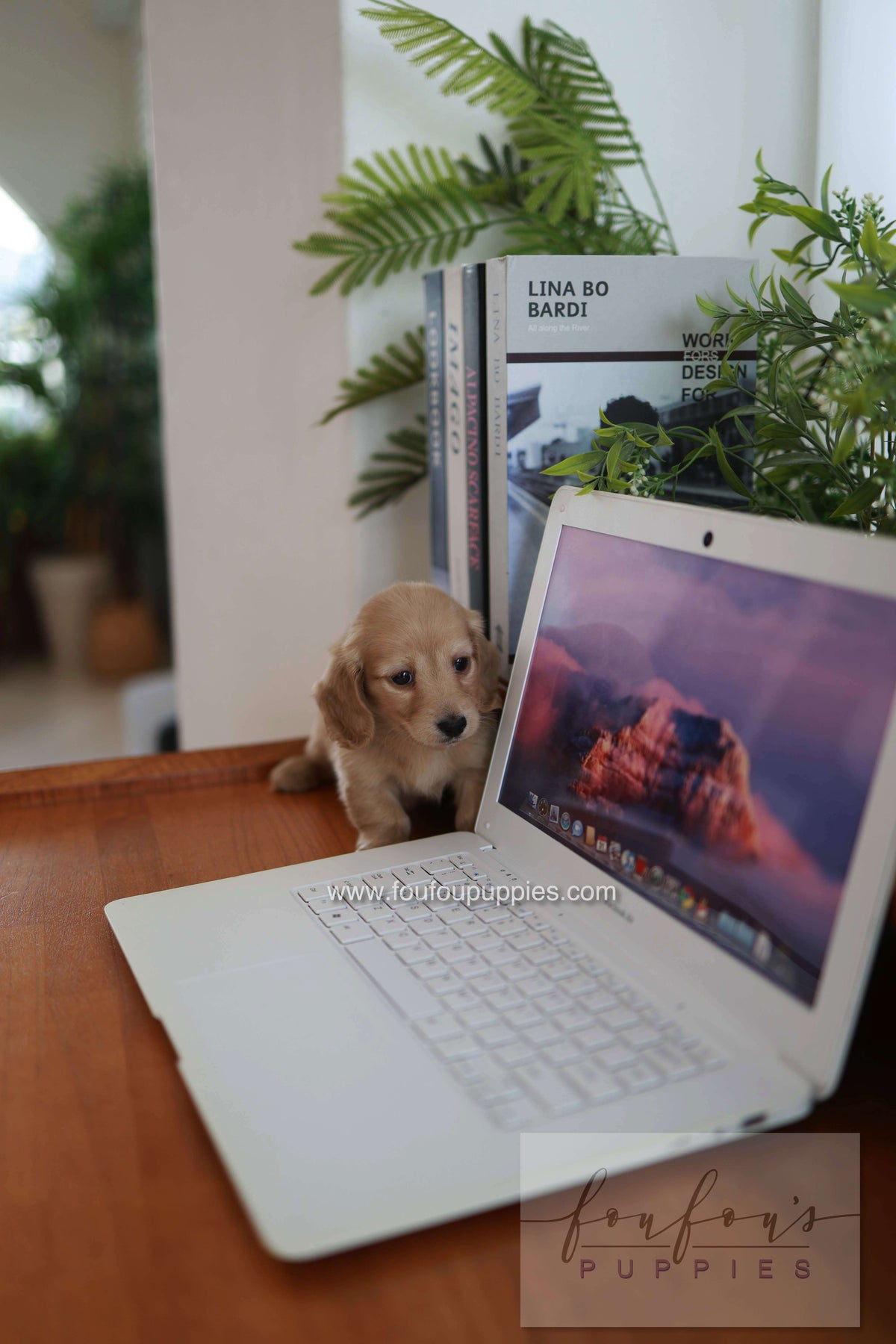 London - Dachshund M.