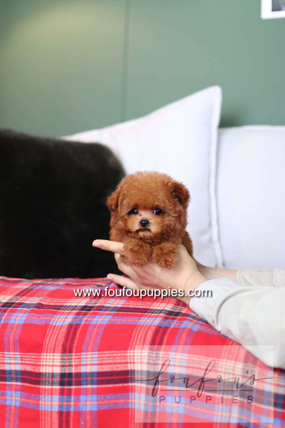 Rosie - Poodle F.