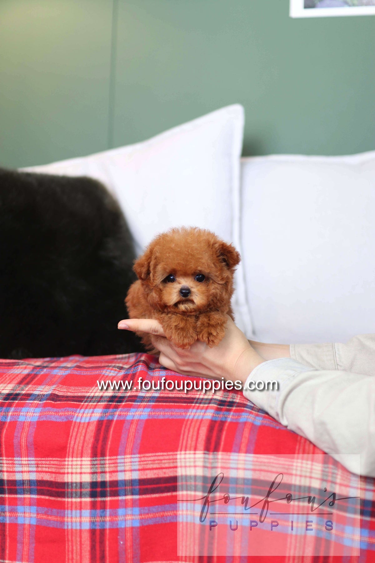 Rosie - Poodle F.