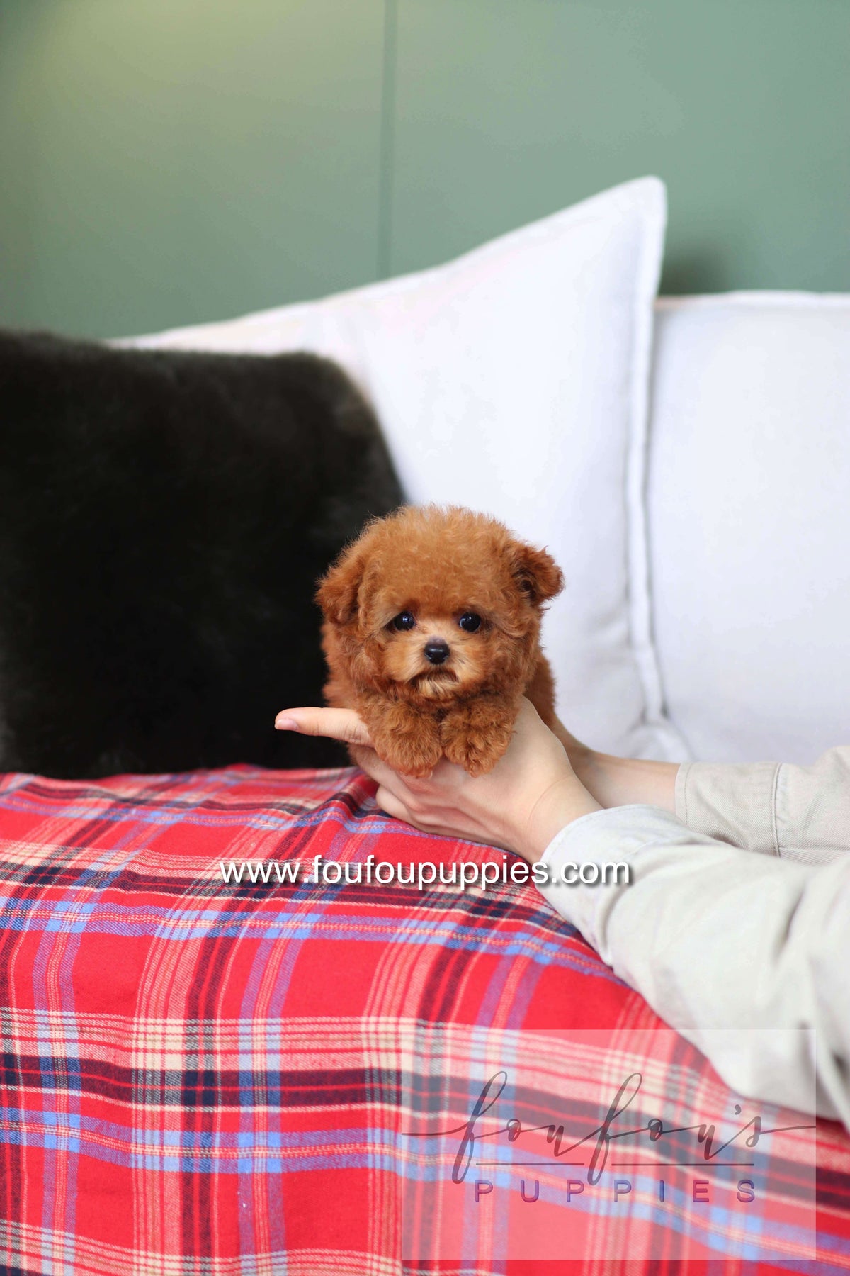 Rosie - Poodle F.