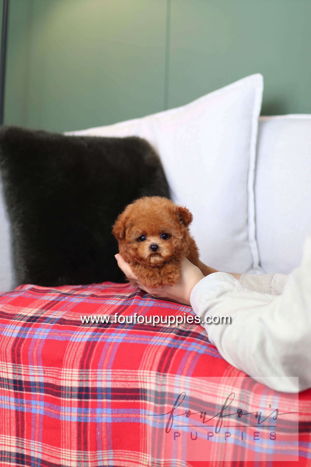 Rosie - Poodle F.