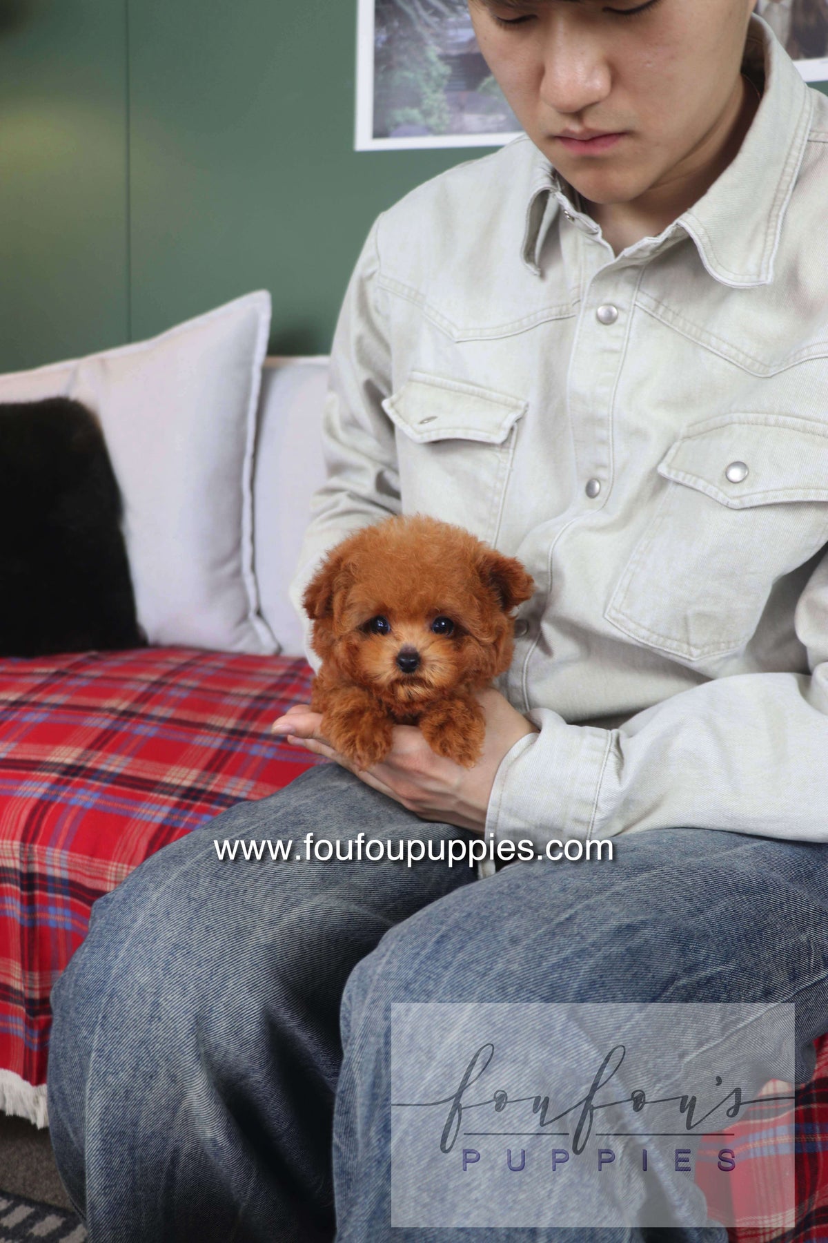Rosie - Poodle F.