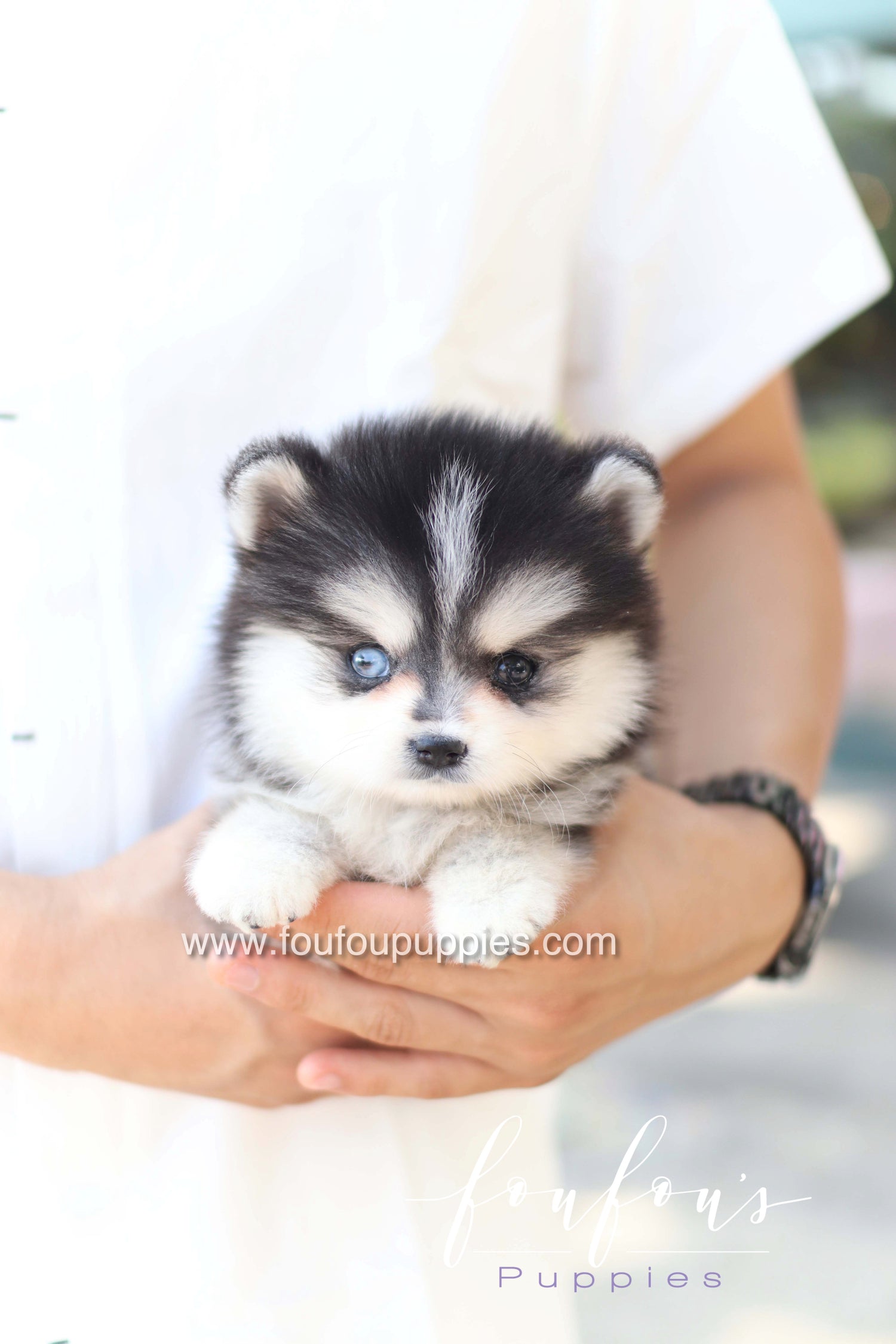 Moíshi - Pomsky M.