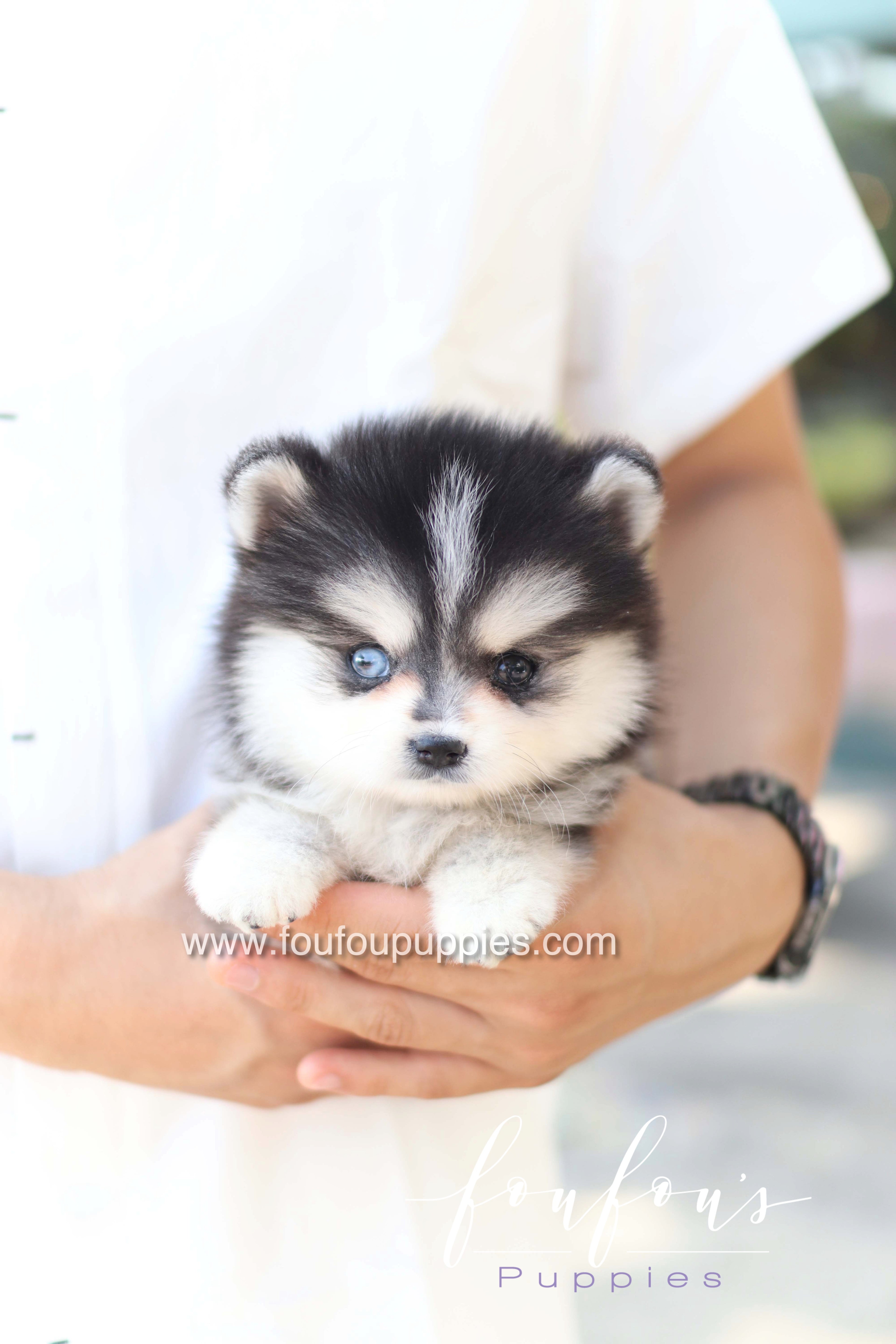Moíshi - Pomsky M.