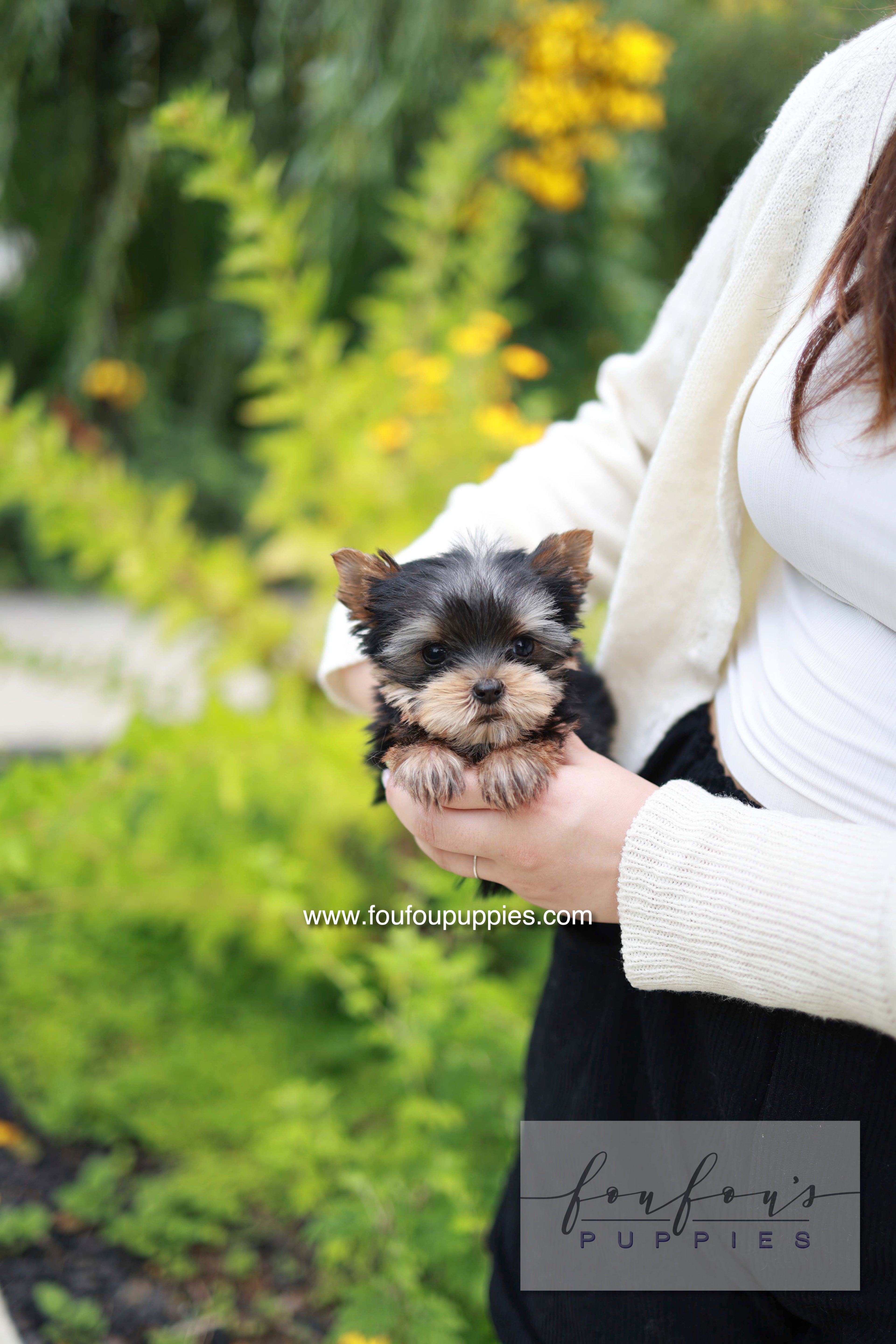 Skye - Yorshire Terrier F.