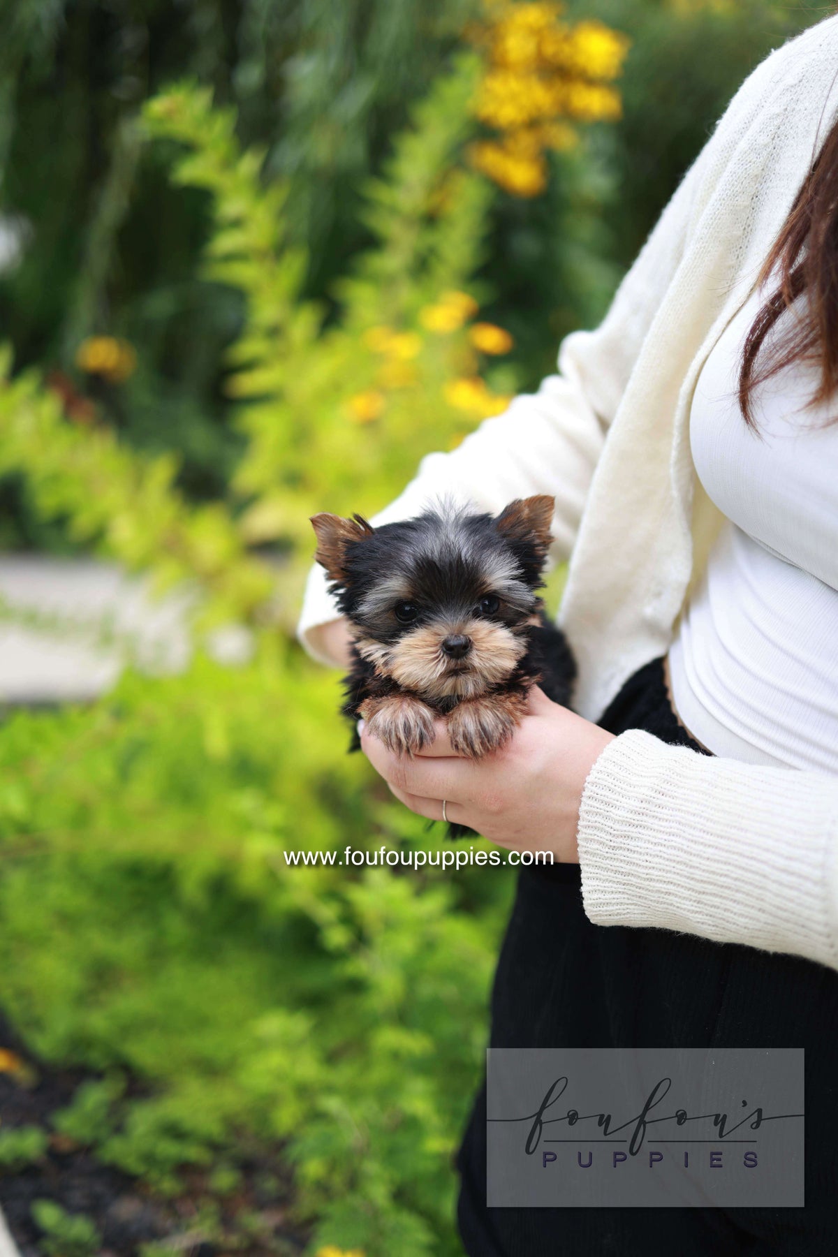 Skye - Yorshire Terrier F.