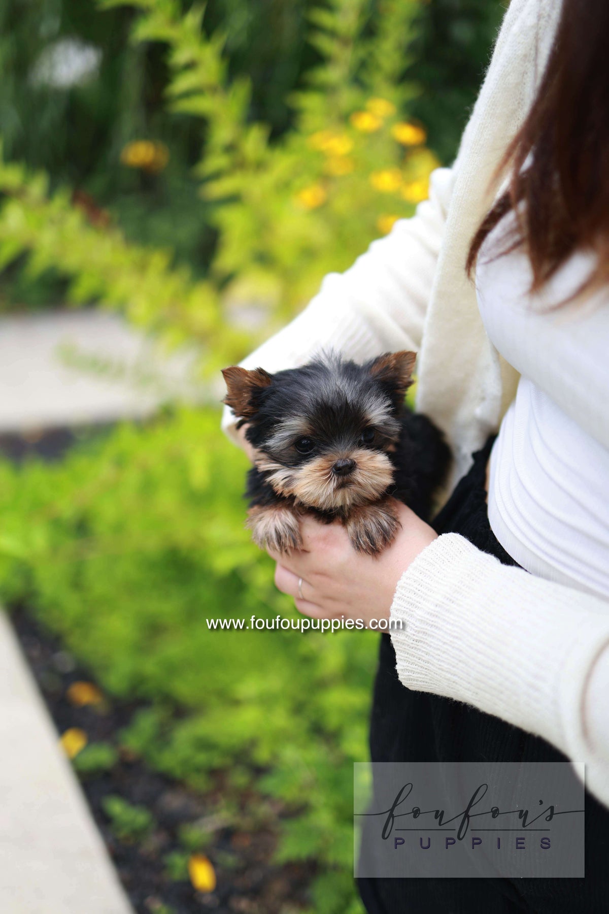 Skye - Yorshire Terrier F.