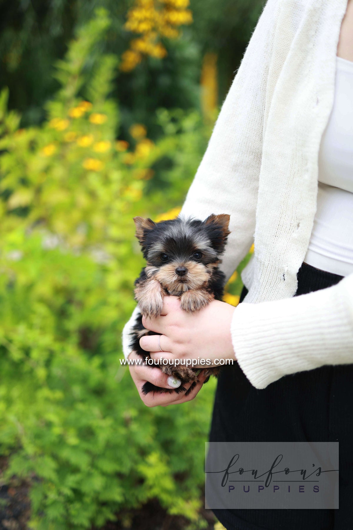 Skye - Yorshire Terrier F.