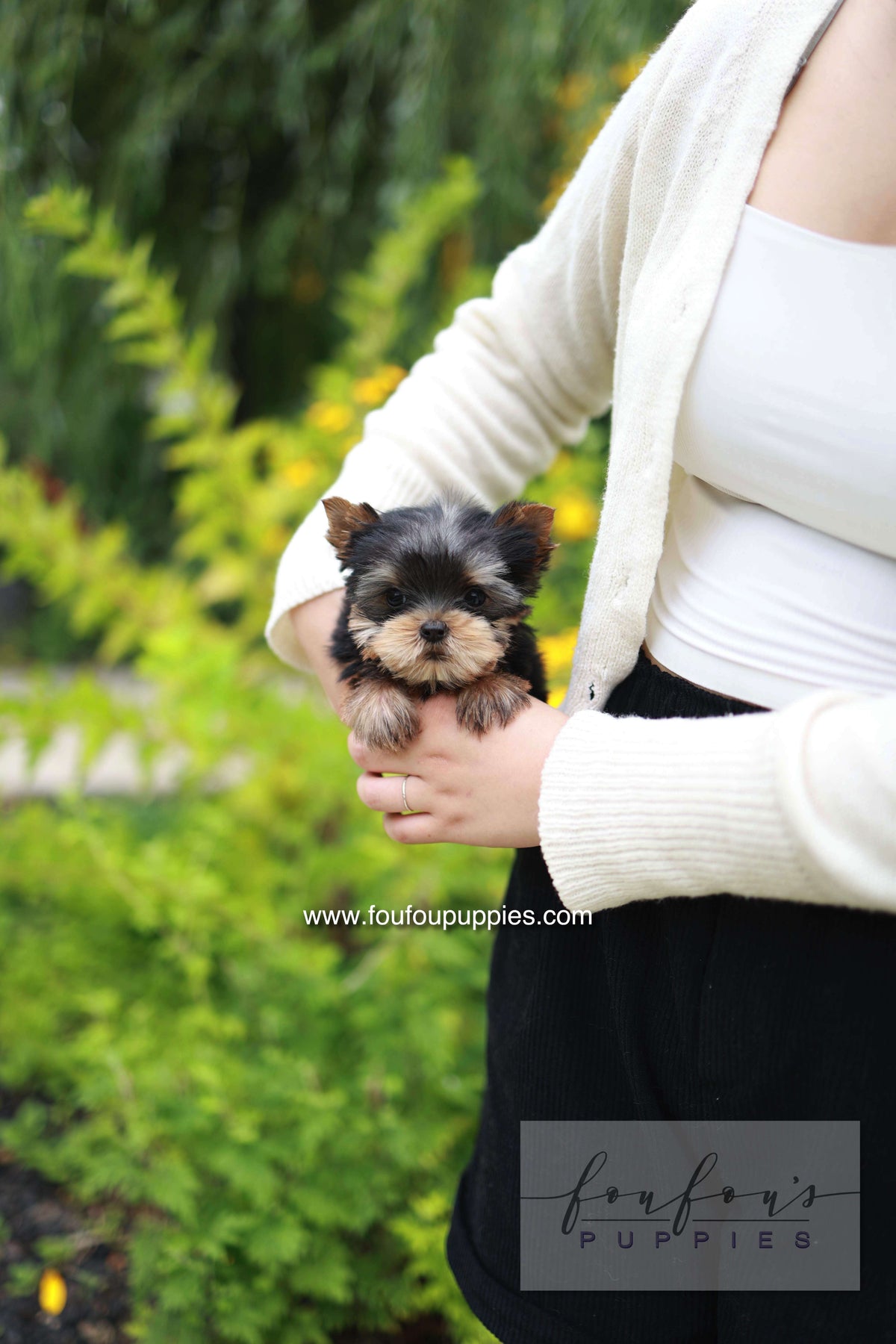 Skye - Yorshire Terrier F.