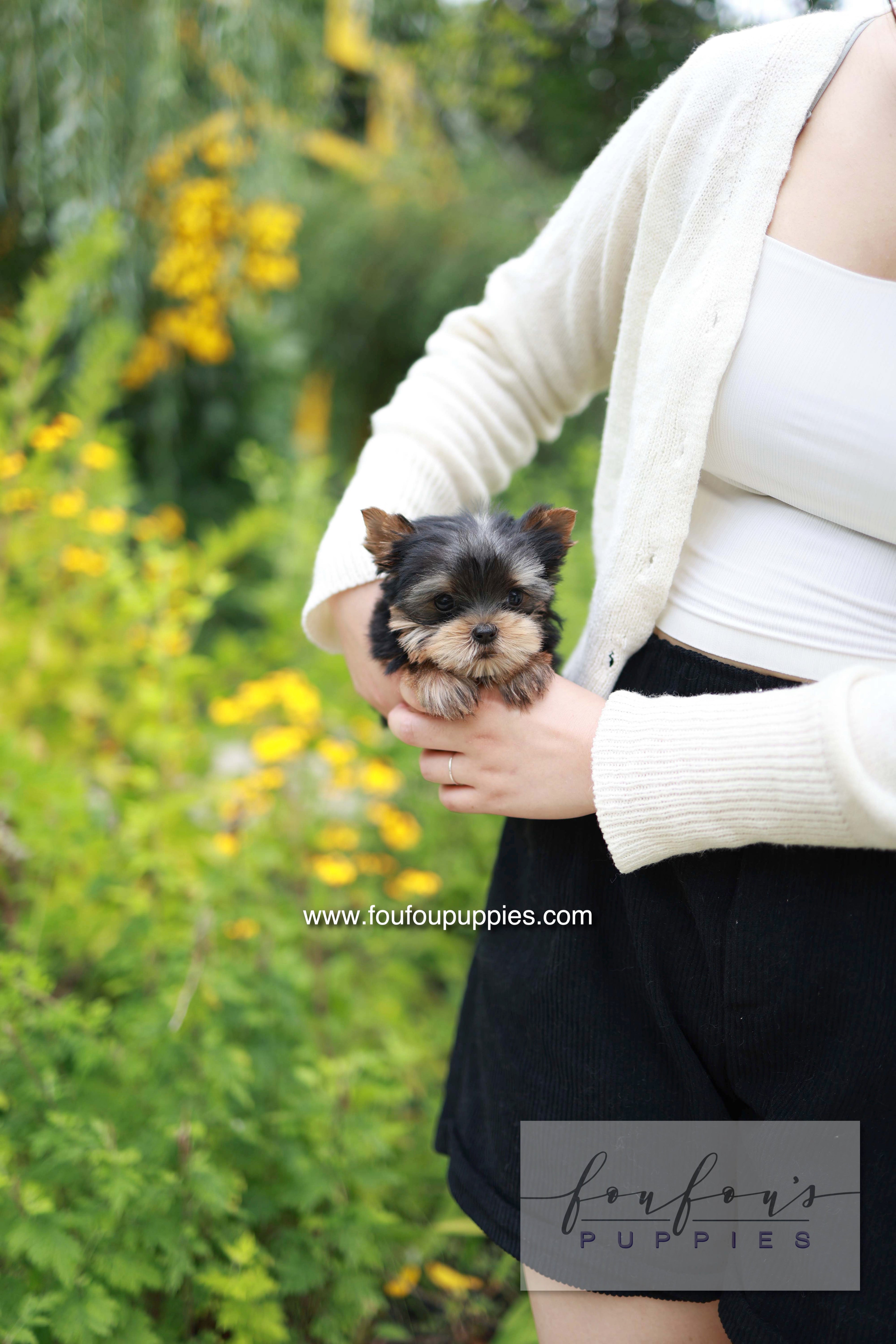 Skye - Yorshire Terrier F.