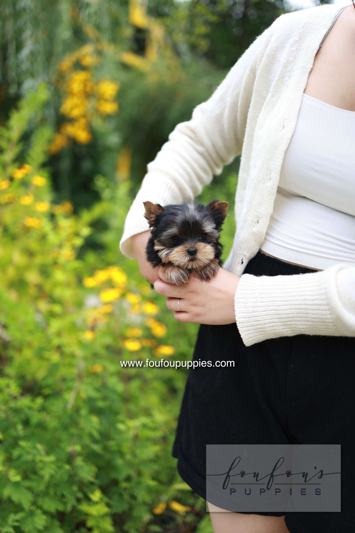 Skye - Yorshire Terrier F.