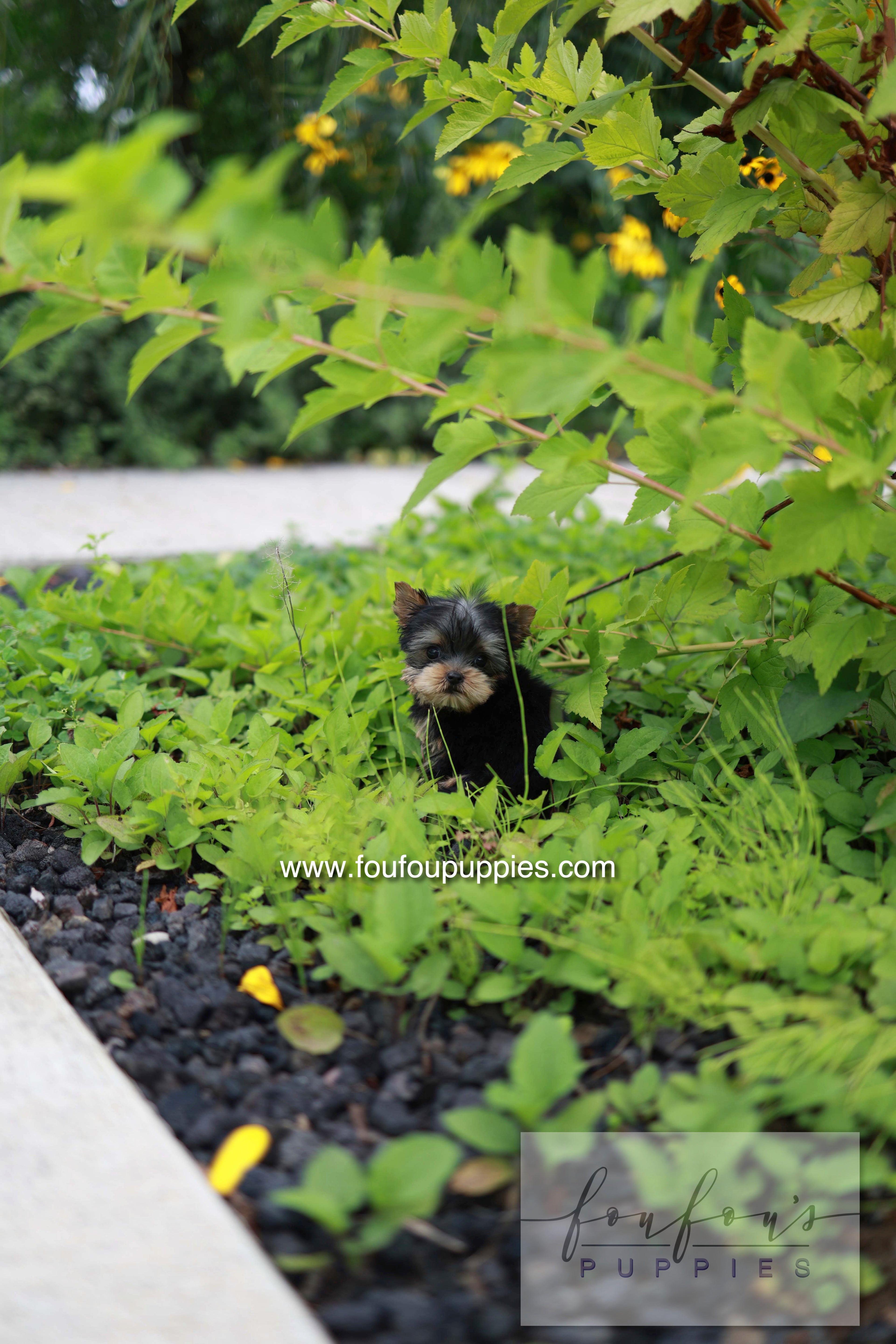 Skye - Yorshire Terrier F.
