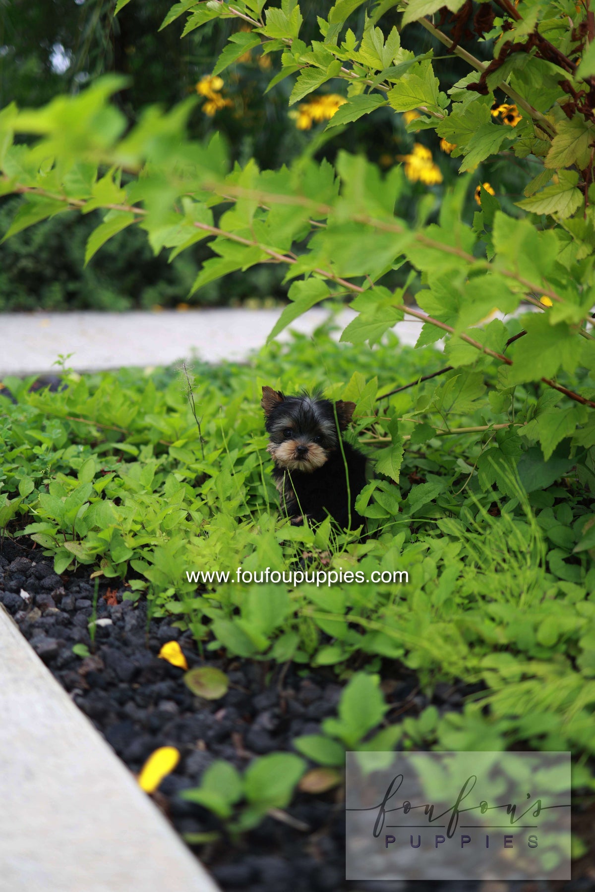 Skye - Yorshire Terrier F.