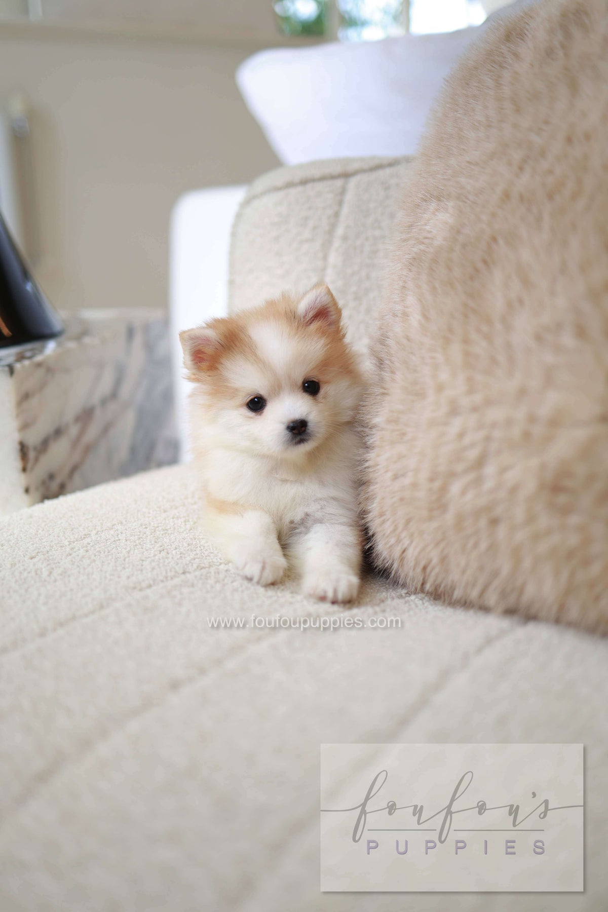Baku - Pomsky M.
