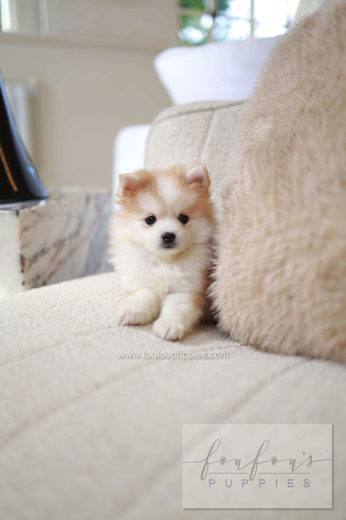 Baku - Pomsky M.