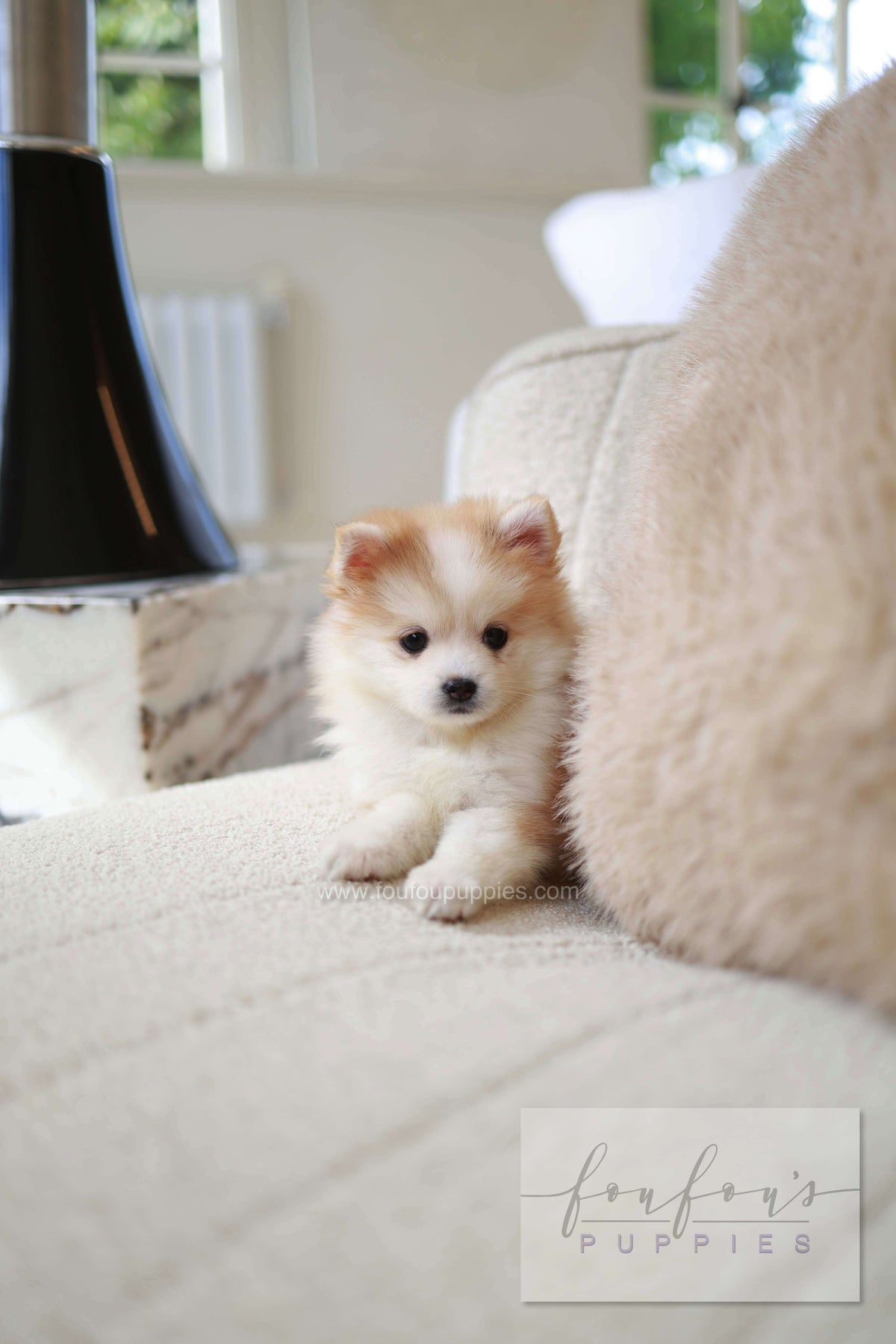 Baku - Pomsky M.