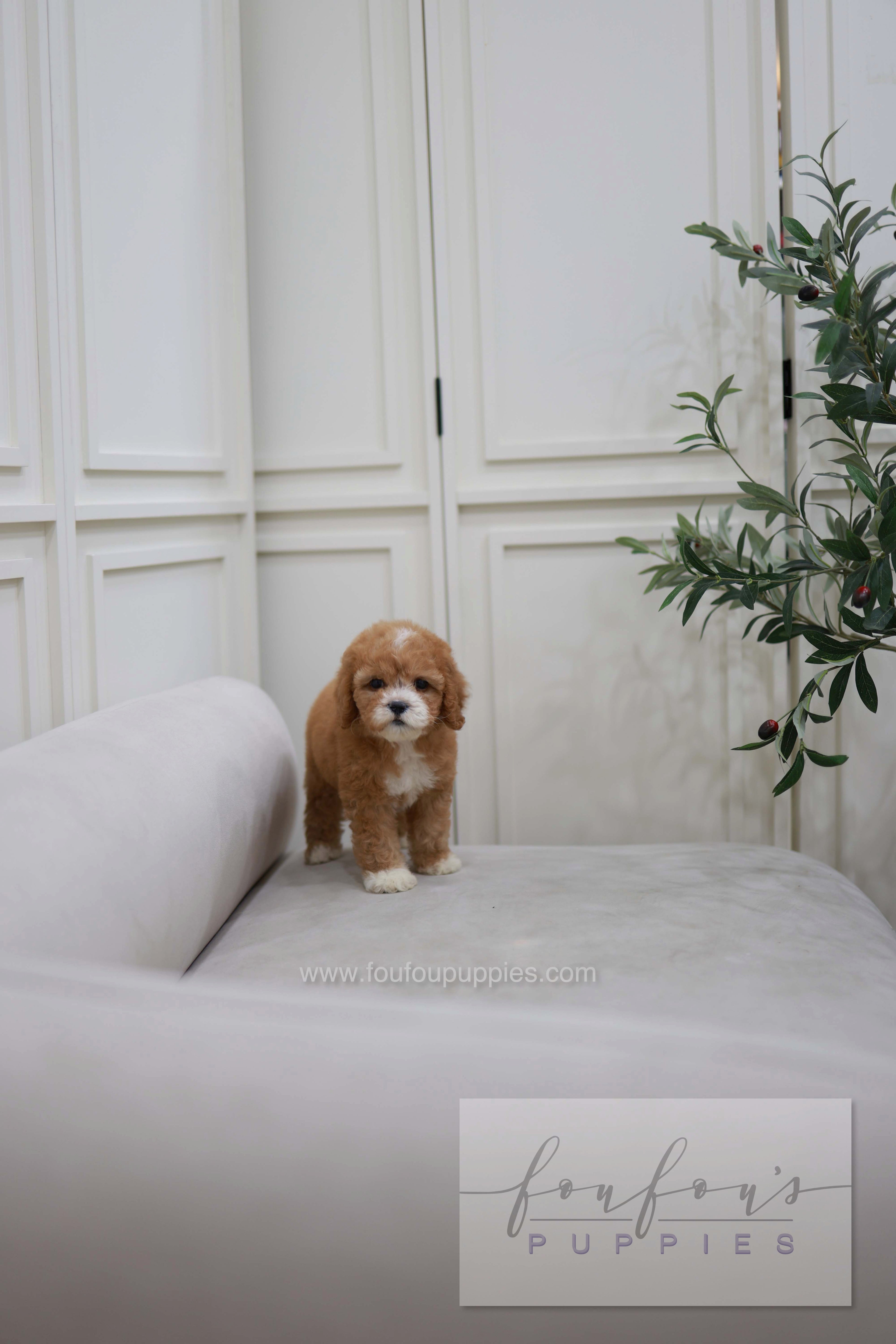 Cali - Golden Doodle F.