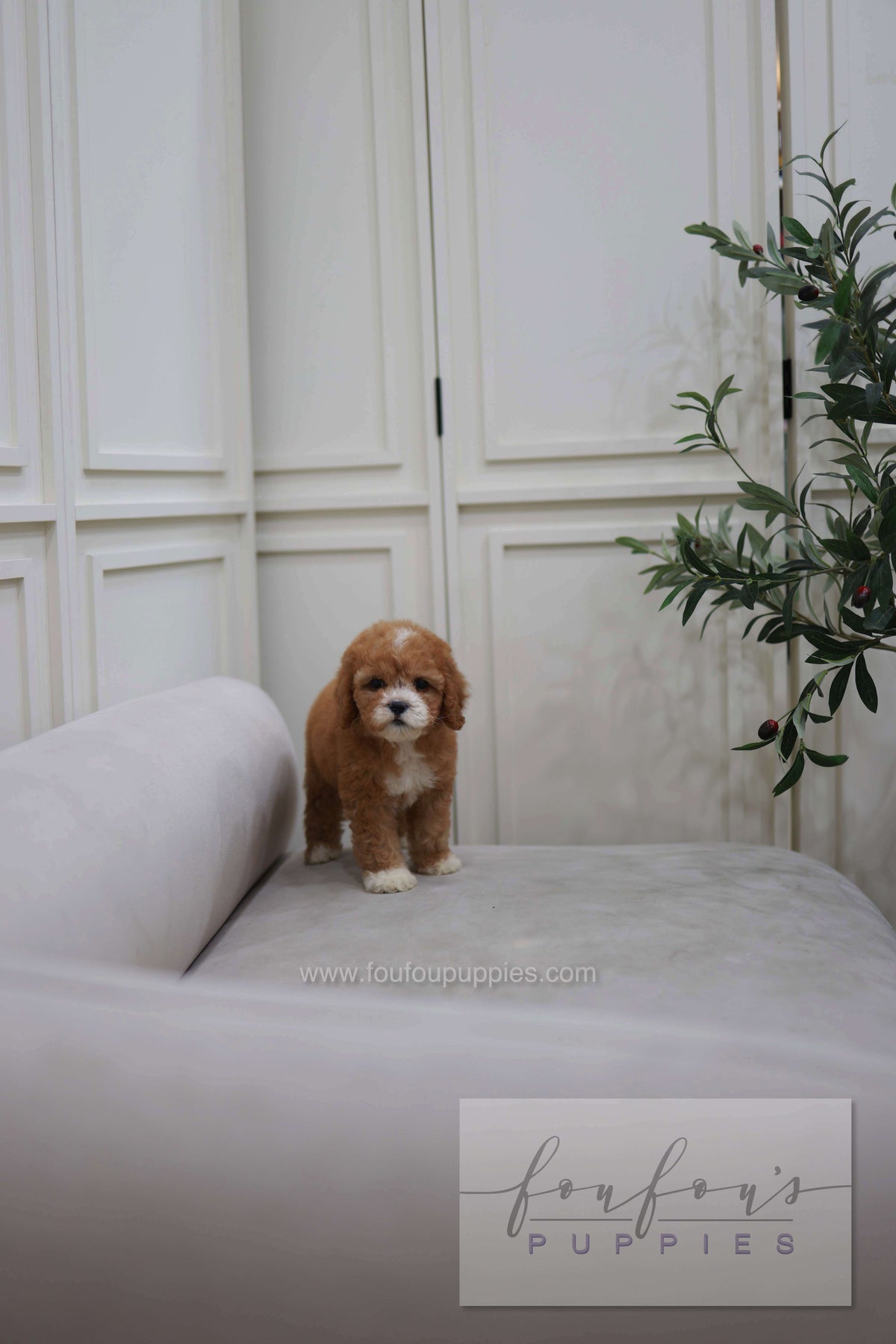 Cali - Golden Doodle F.