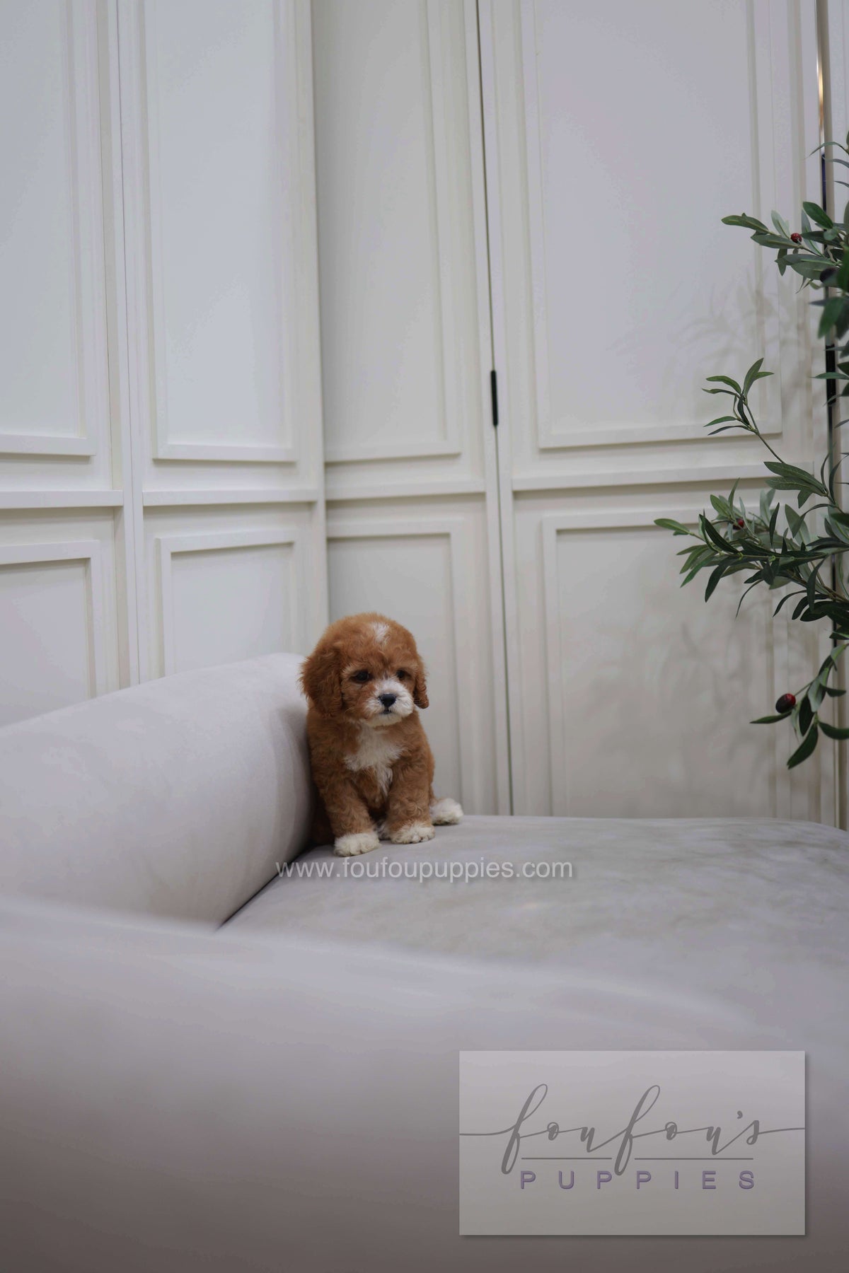 Cali - Golden Doodle F.