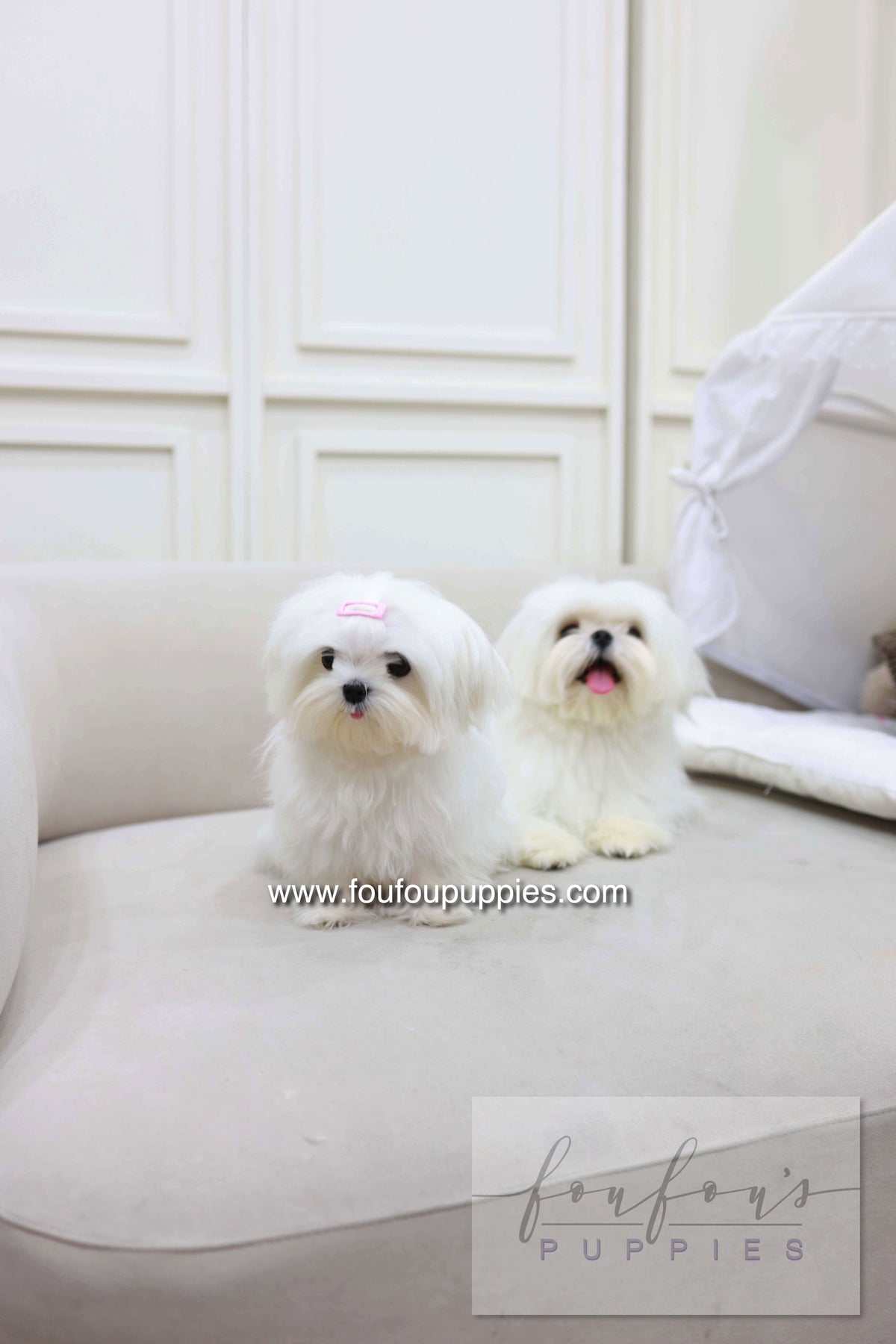 Kiki - Maltese F.
