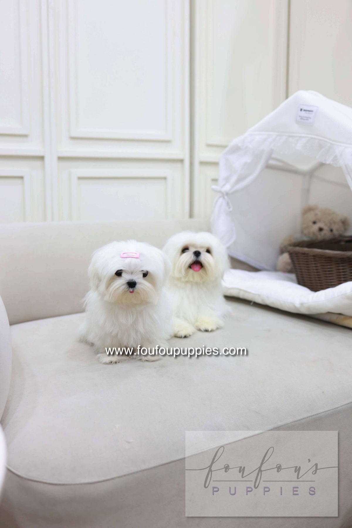 Winnie - Maltese F.
