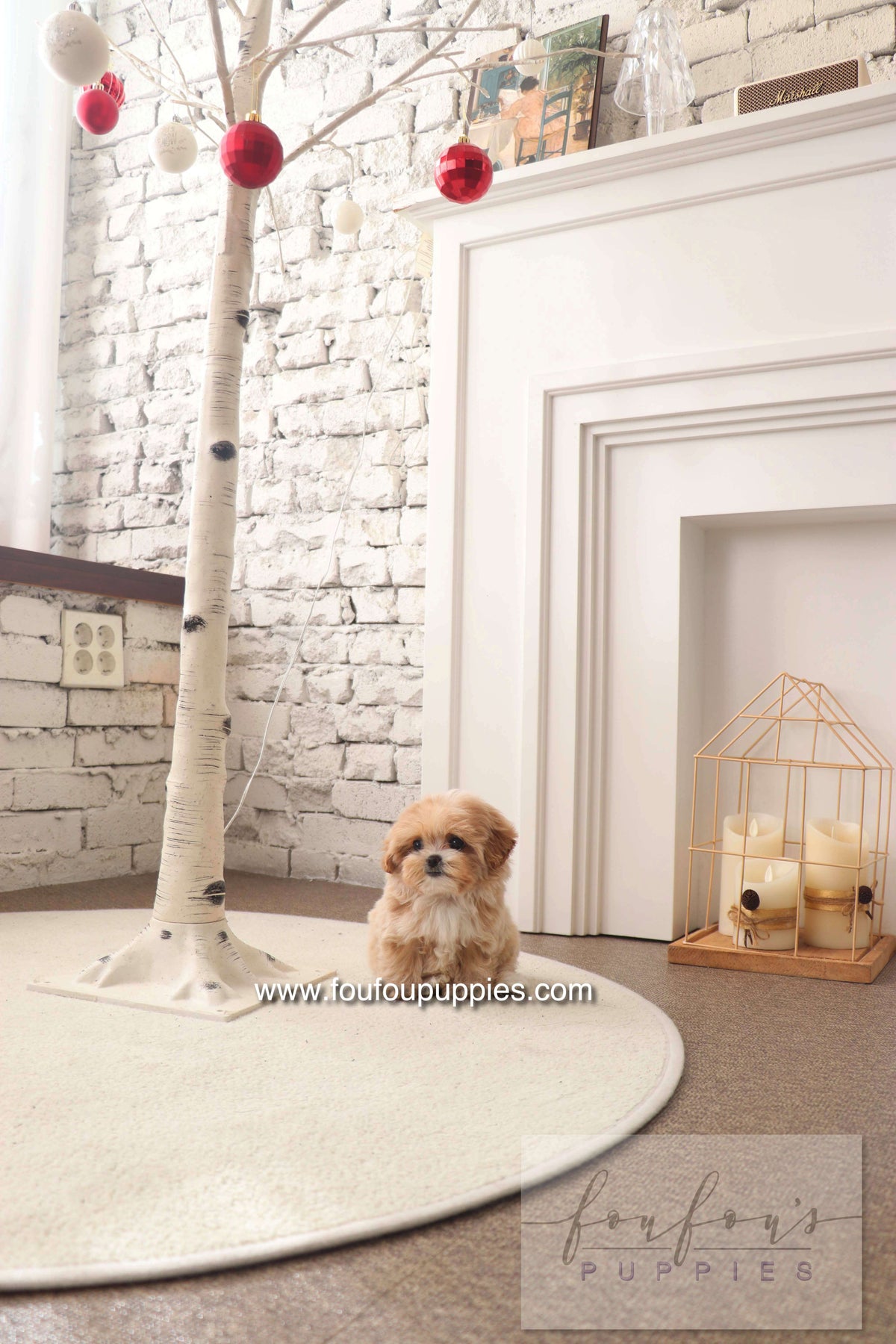 Mochi - Maltipoo F. -
