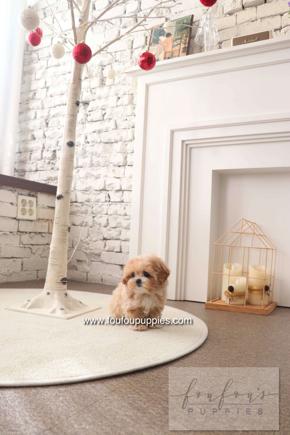 Mochi - Maltipoo F. -