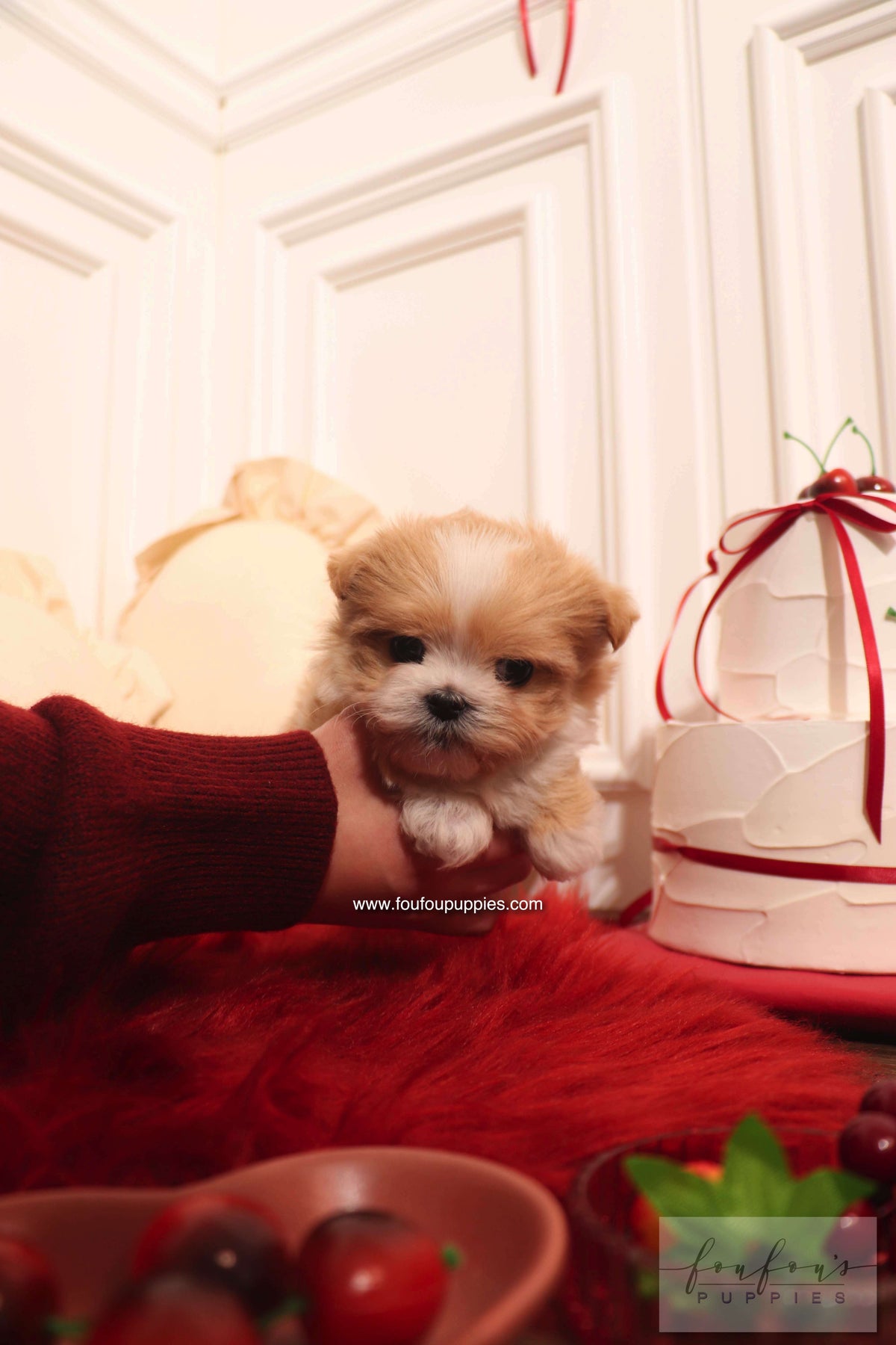 Mochi - Maltipoo F.