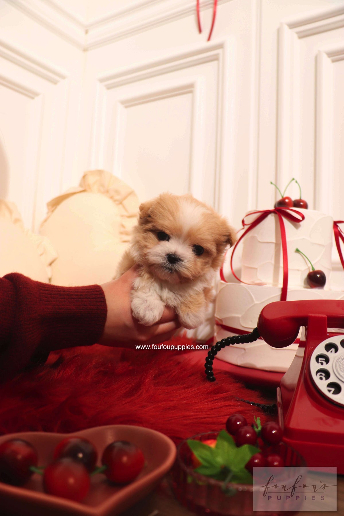 Mochi - Maltipoo F.