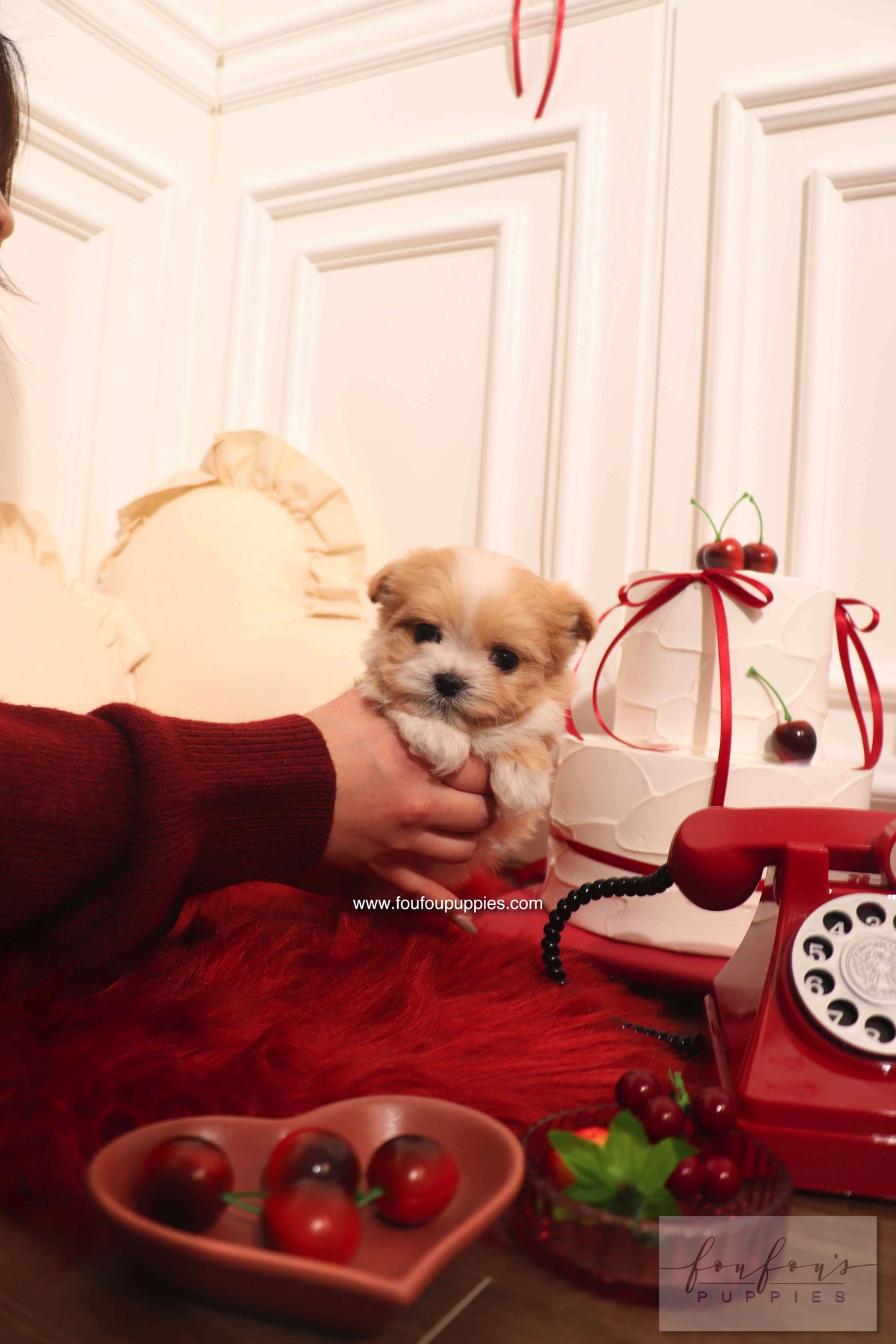 Mochi - Maltipoo F.