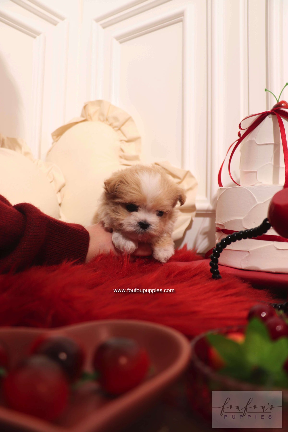 Mochi - Maltipoo F.