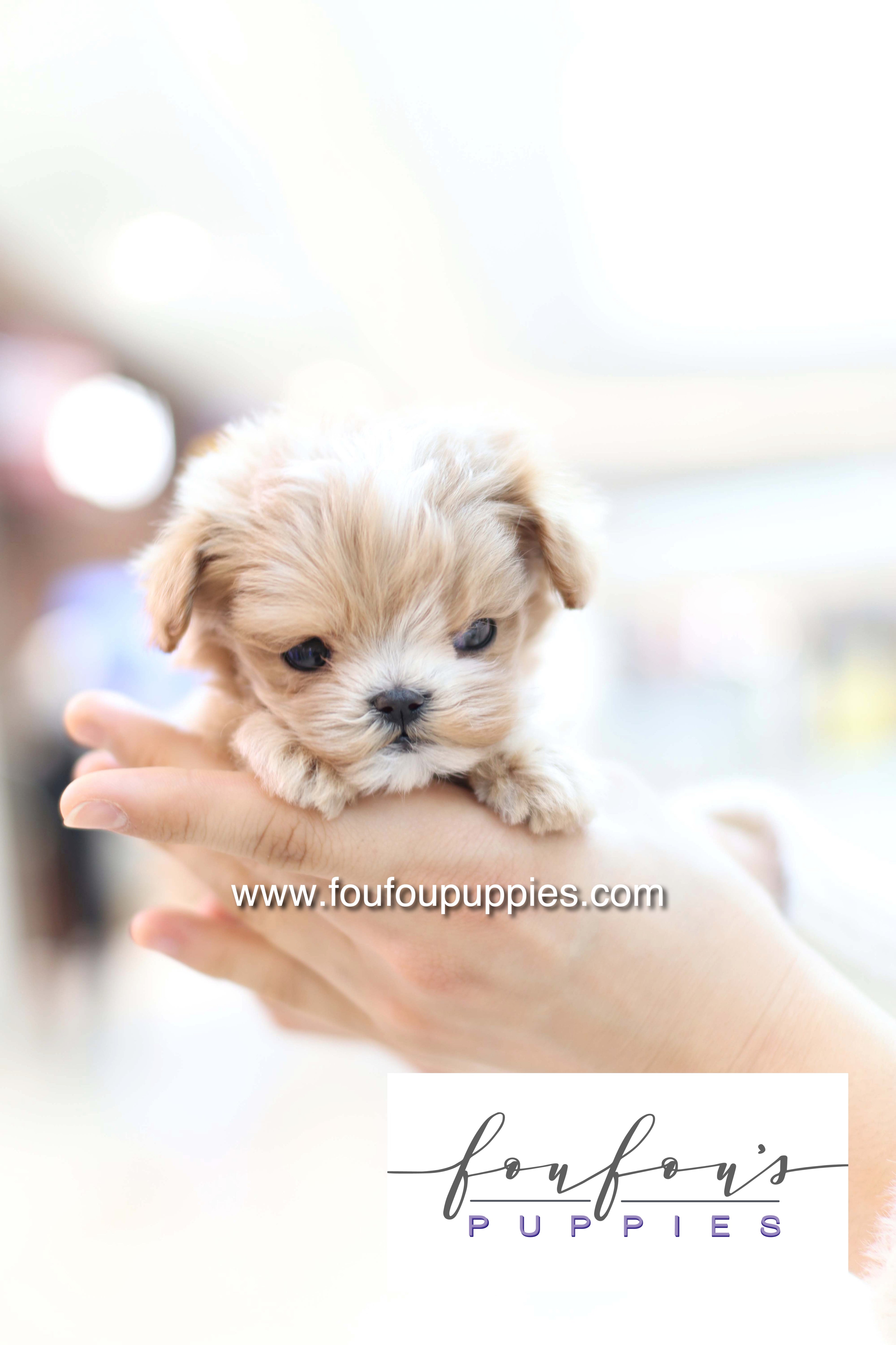 Bruno - Maltipoo M.