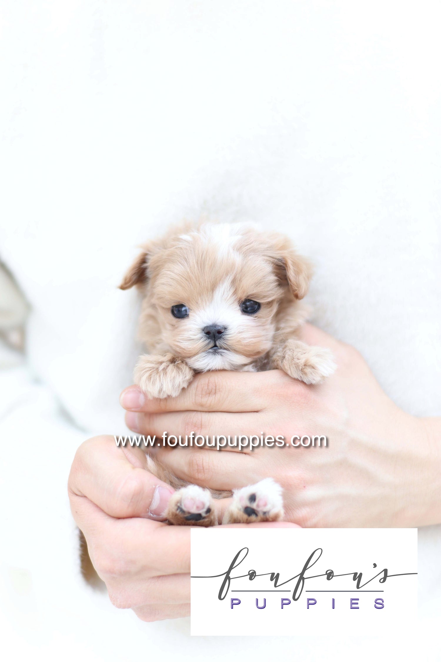 Bruno - Maltipoo M.