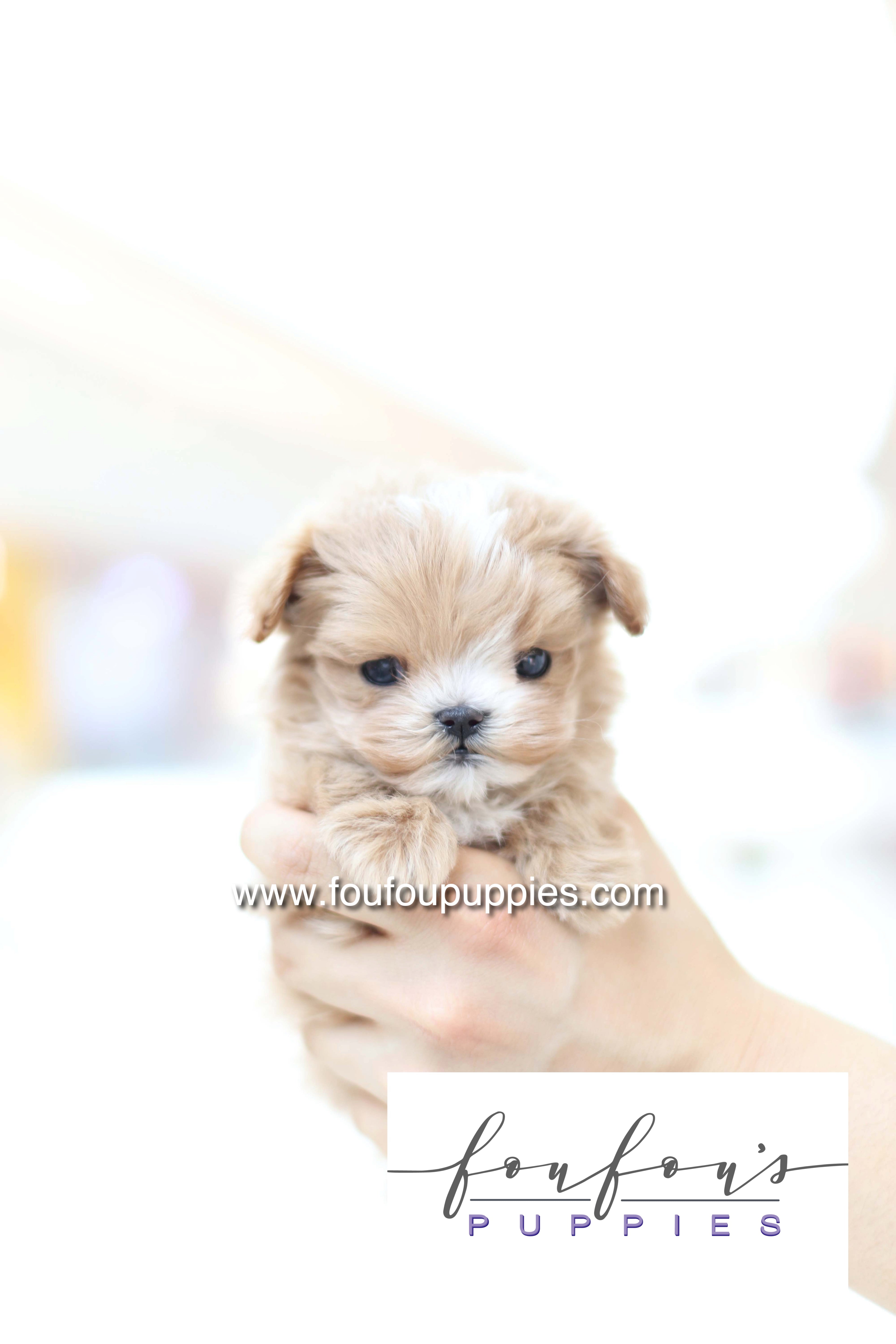 Bruno - Maltipoo M.