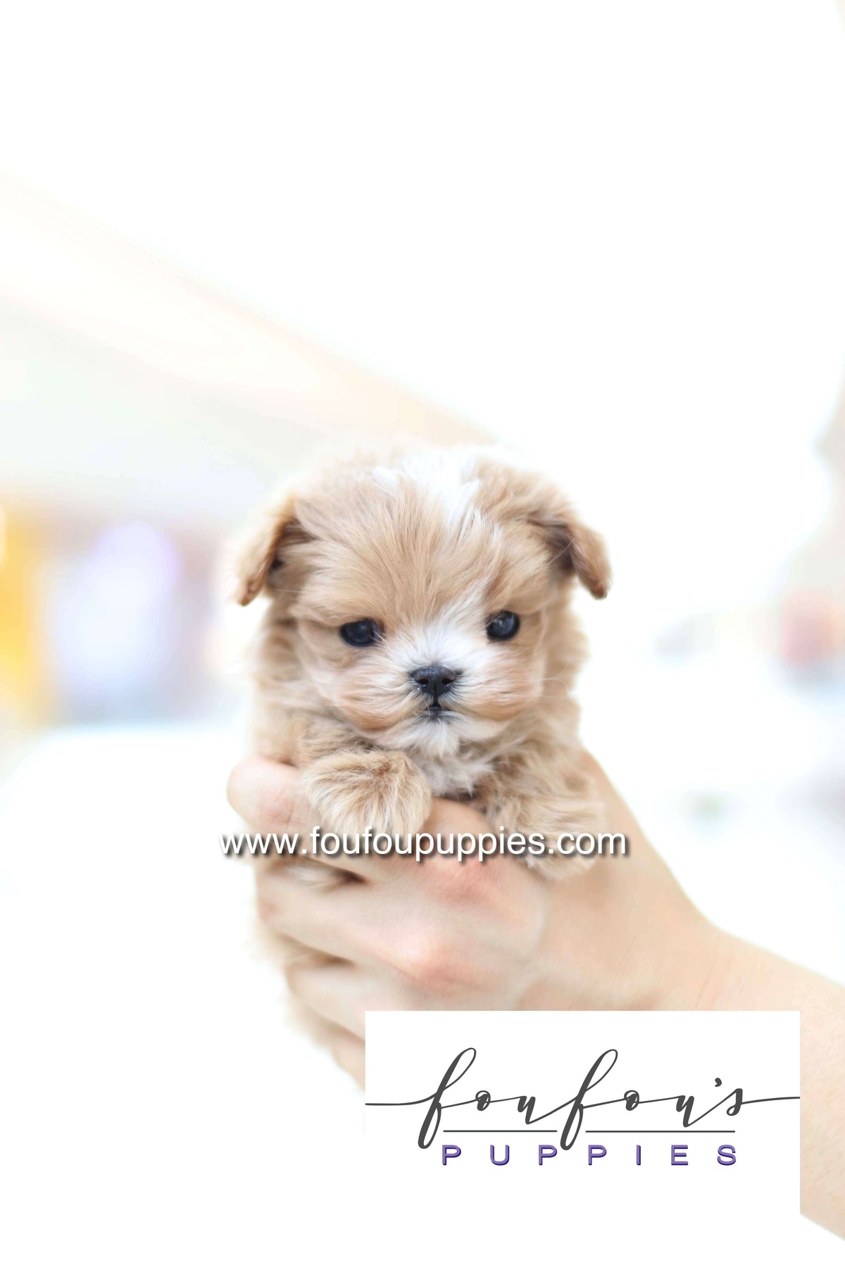 Bruno - Maltipoo M.