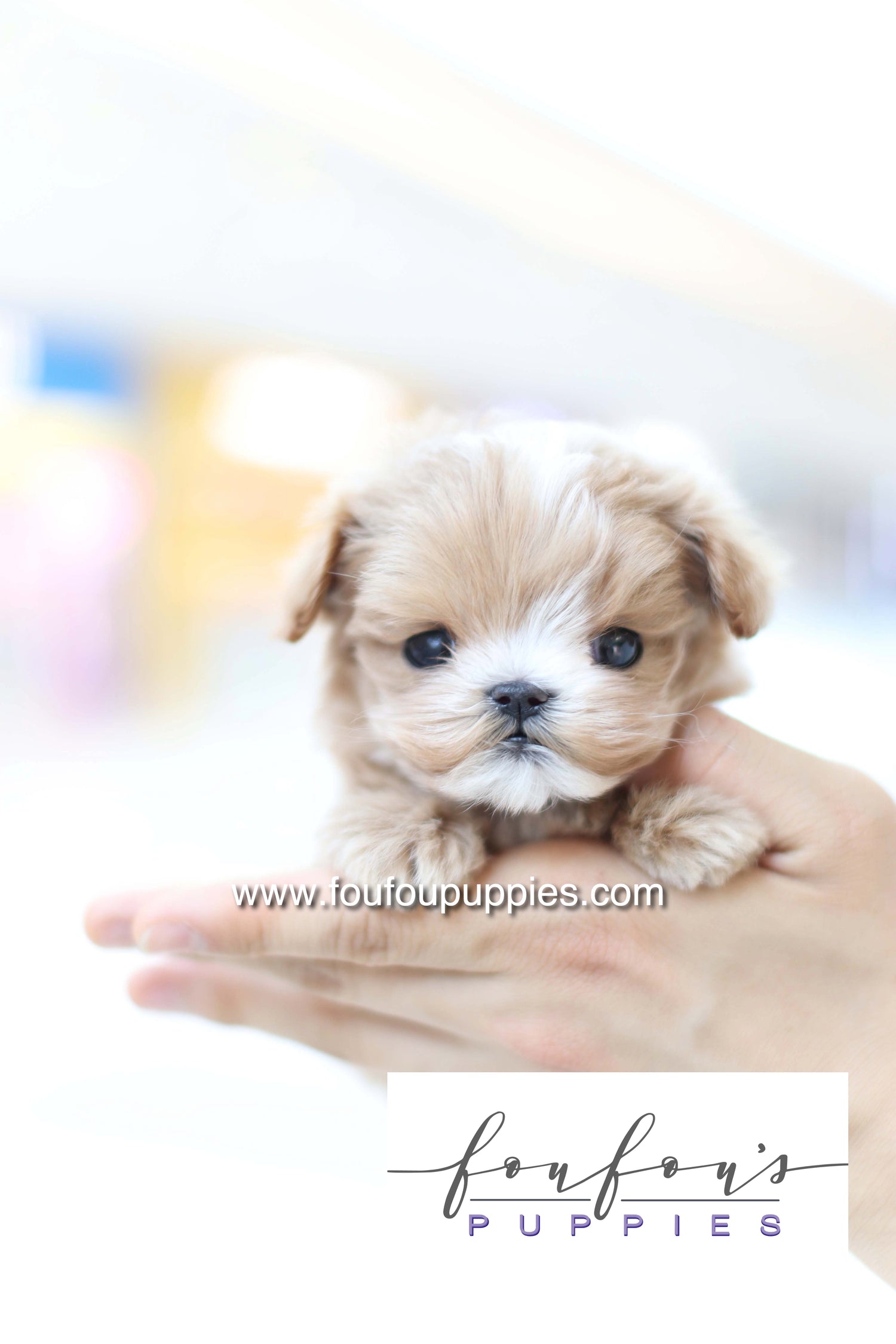 Bruno - Maltipoo M.
