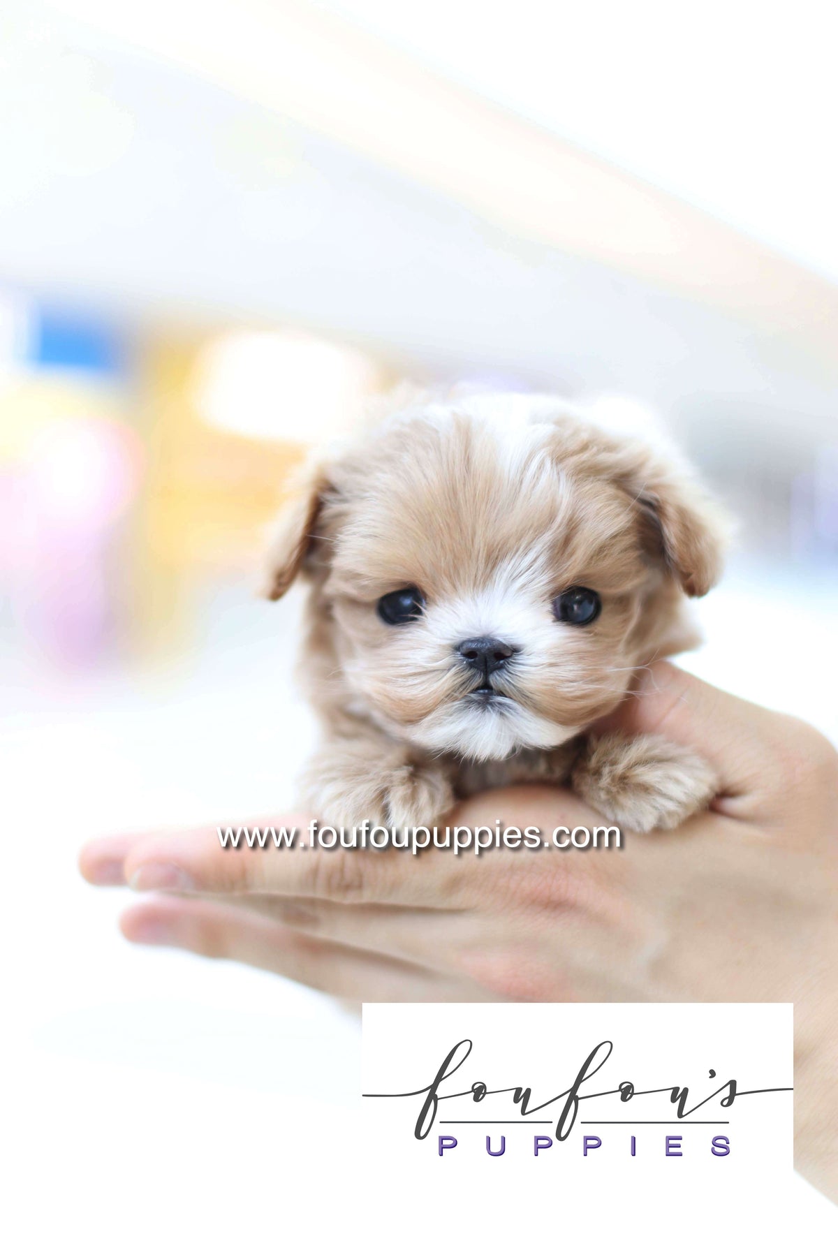 Bruno - Maltipoo M.