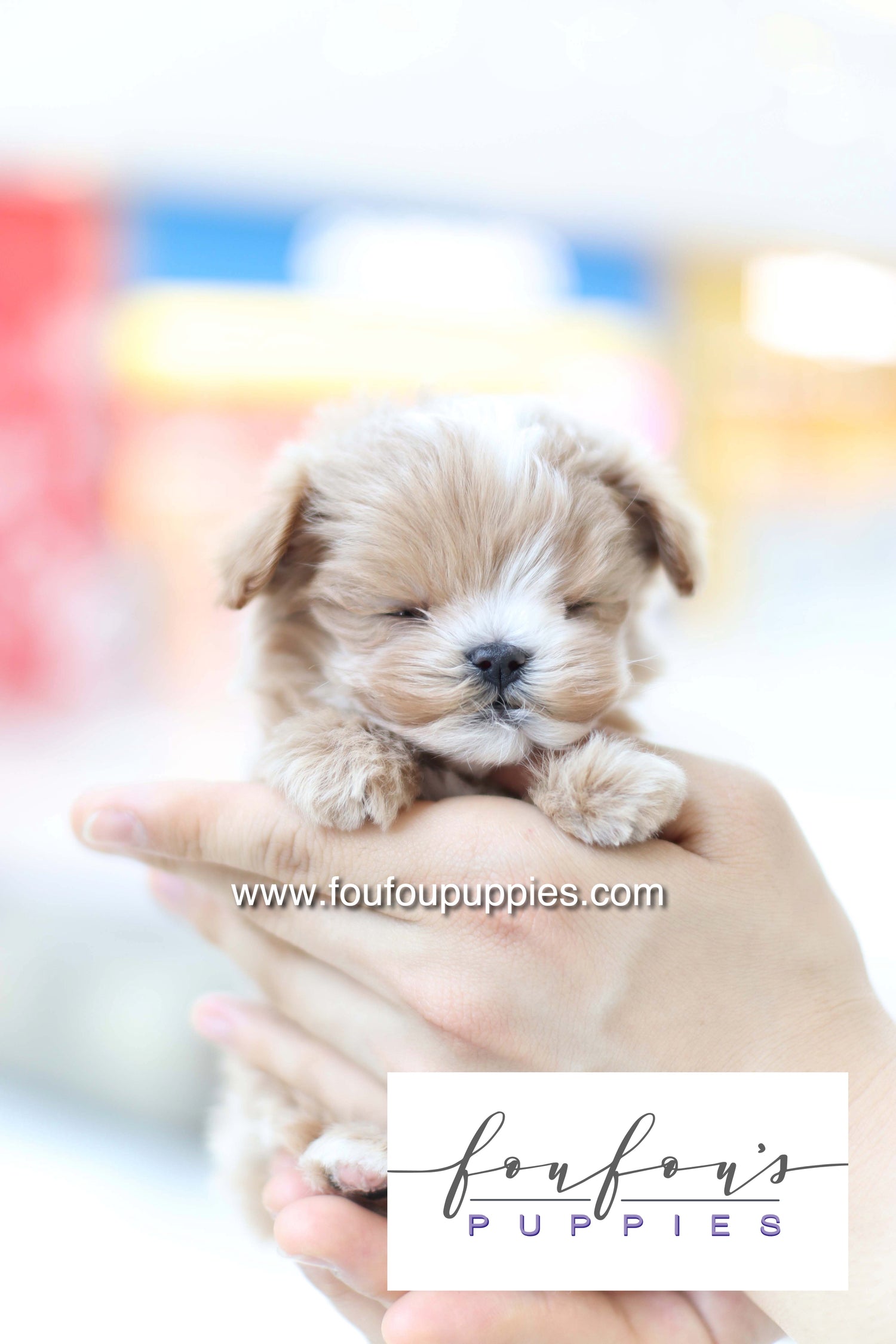 Bruno - Maltipoo M.